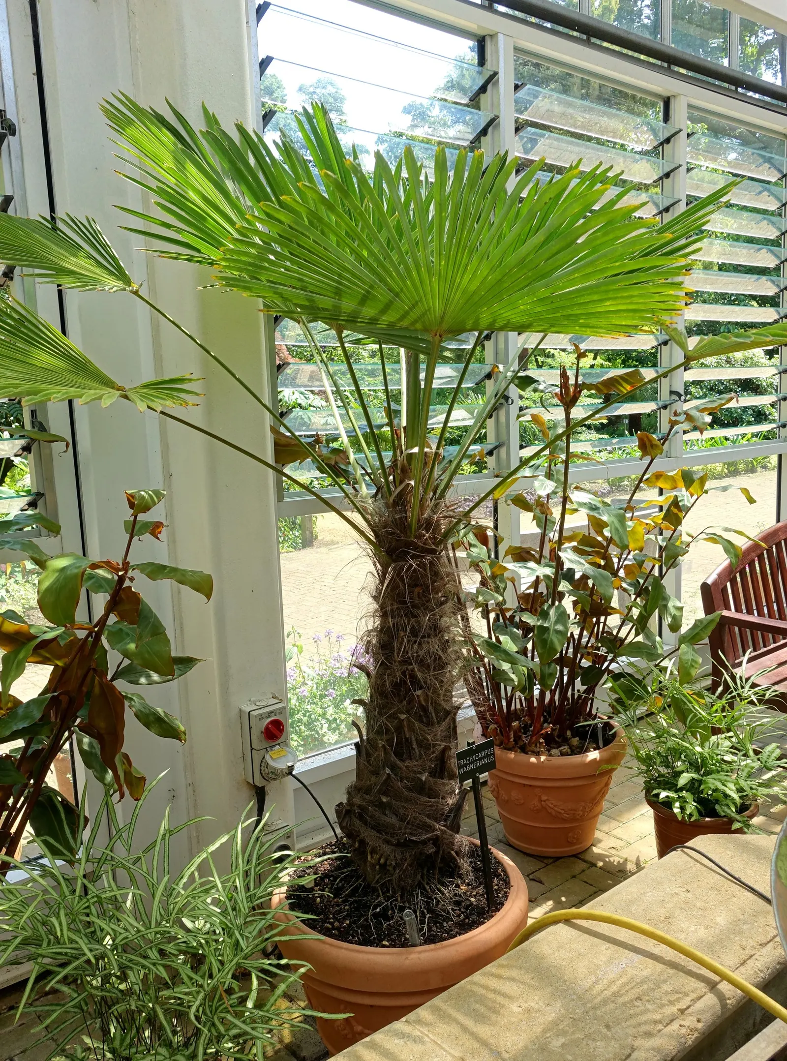 Windmill Palm (Trachycarpus Fortunei) — It's perfect for adding an exotic touch to temperate landscapes and is relatively low maintenance