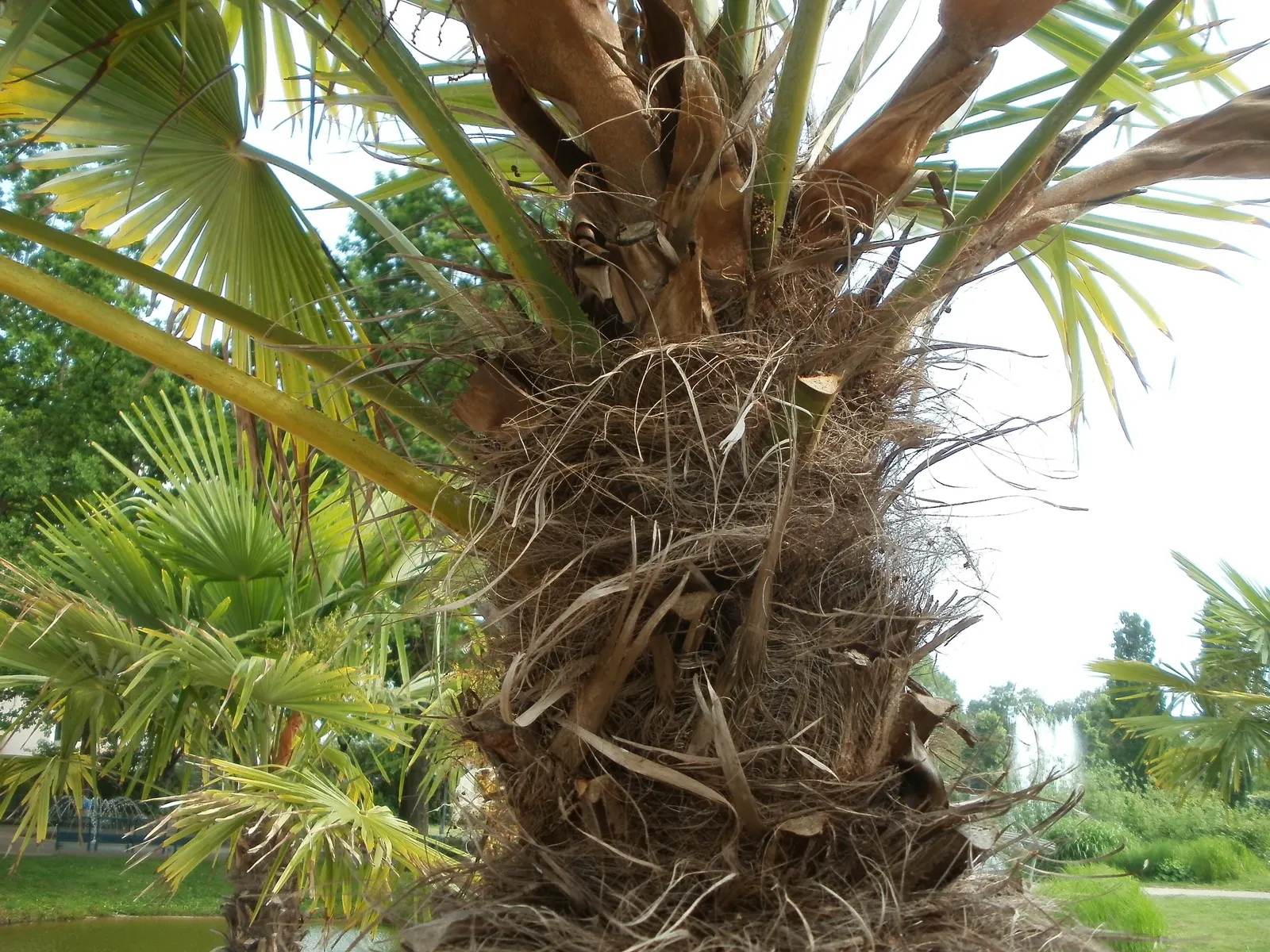 Windmill Palm (Trachycarpus Fortunei) — reminiscent of a windmill - hence the name.<br><br>Being one of the more cold-tolerant palms