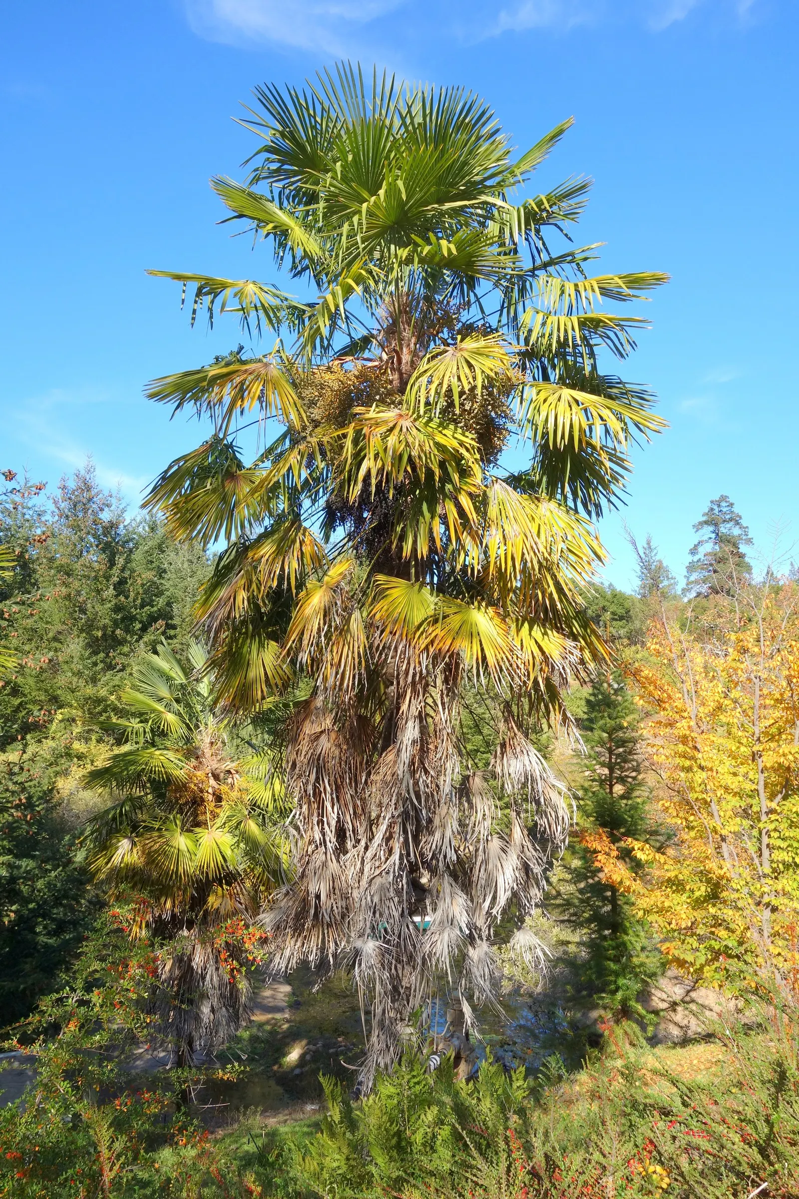 Windmill Palm (Trachycarpus Fortunei) — scientifically known as Trachycarpus fortunei