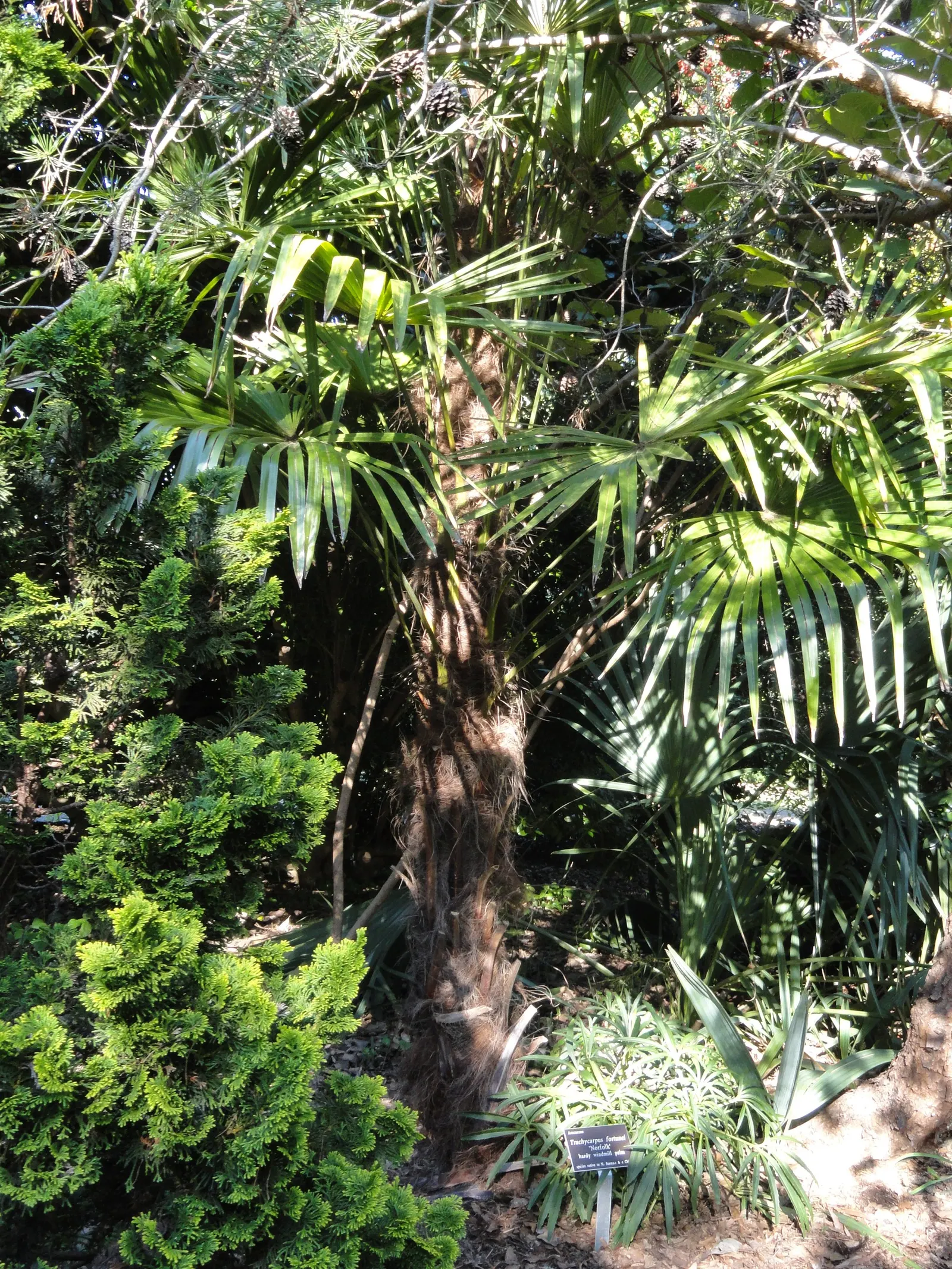 Windmill Palm (Trachycarpus Fortunei) — Each leaf spans roughly 3 feet across