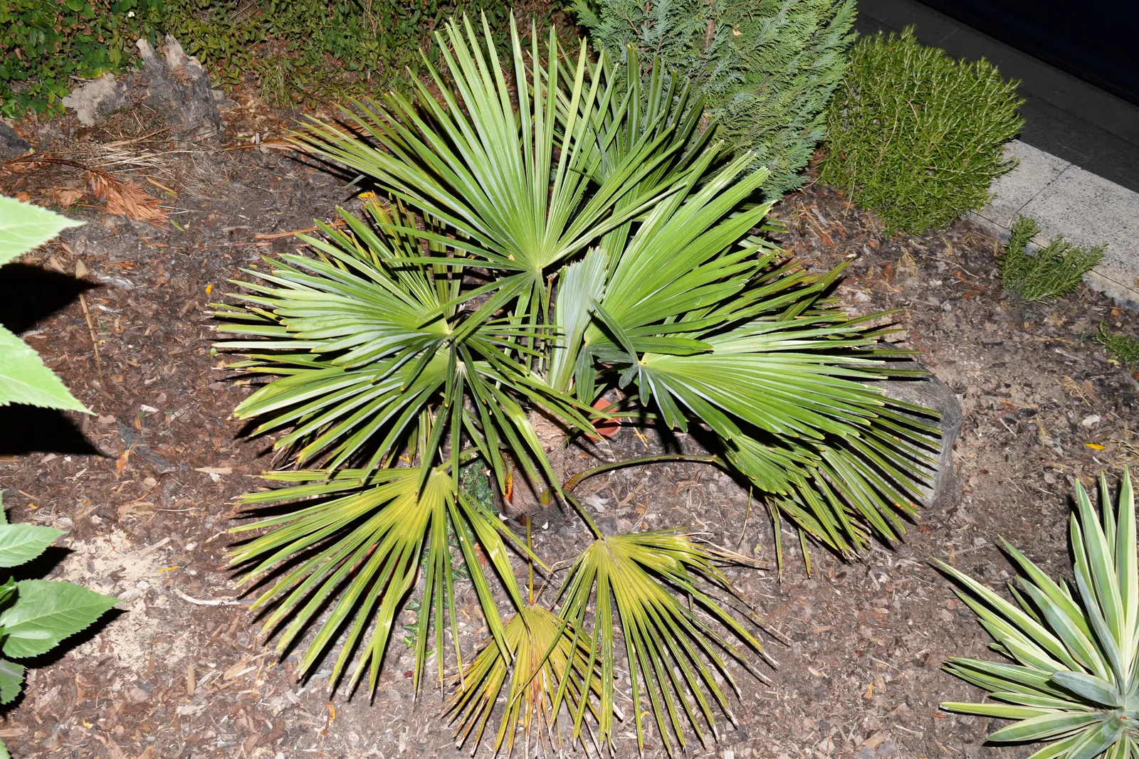 Windmill Palm (Trachycarpus Fortunei) — This palm thrives in USDA zones 7-11 and prefers partial to full sun