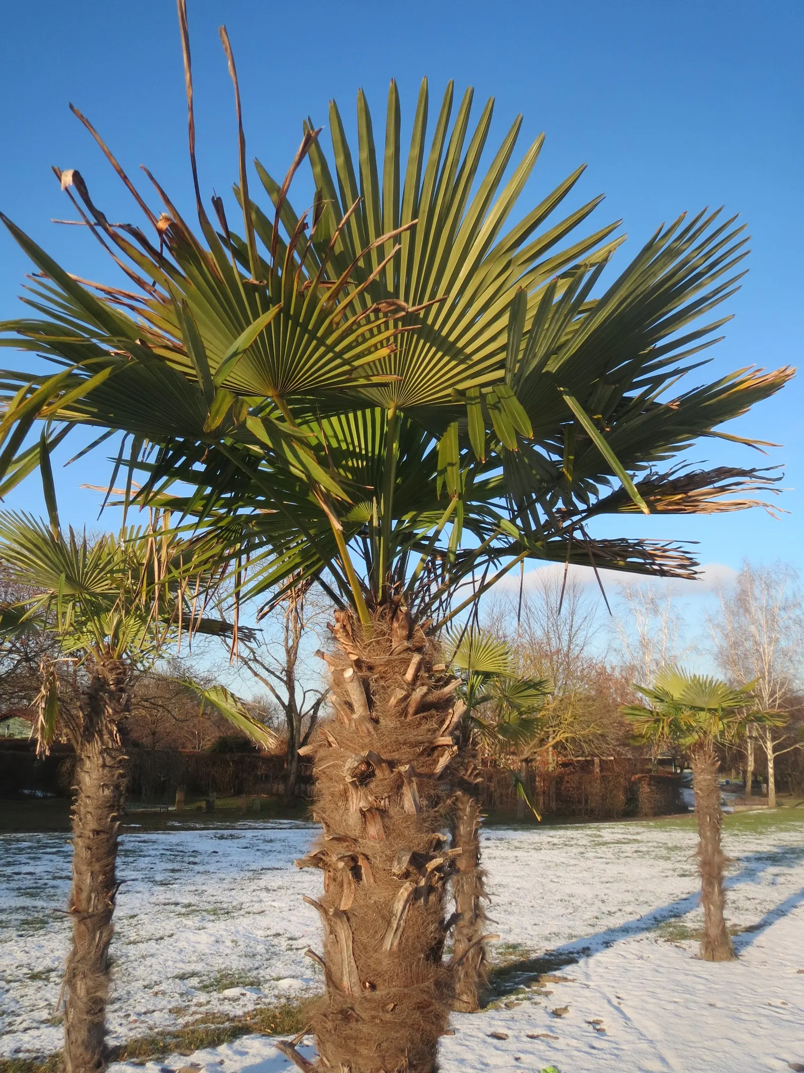 Windmill Palm (Trachycarpus Fortunei) — with a slender trunk reaching up to 40 feet tall; with some specimens reaching up to 20 inches in diameter