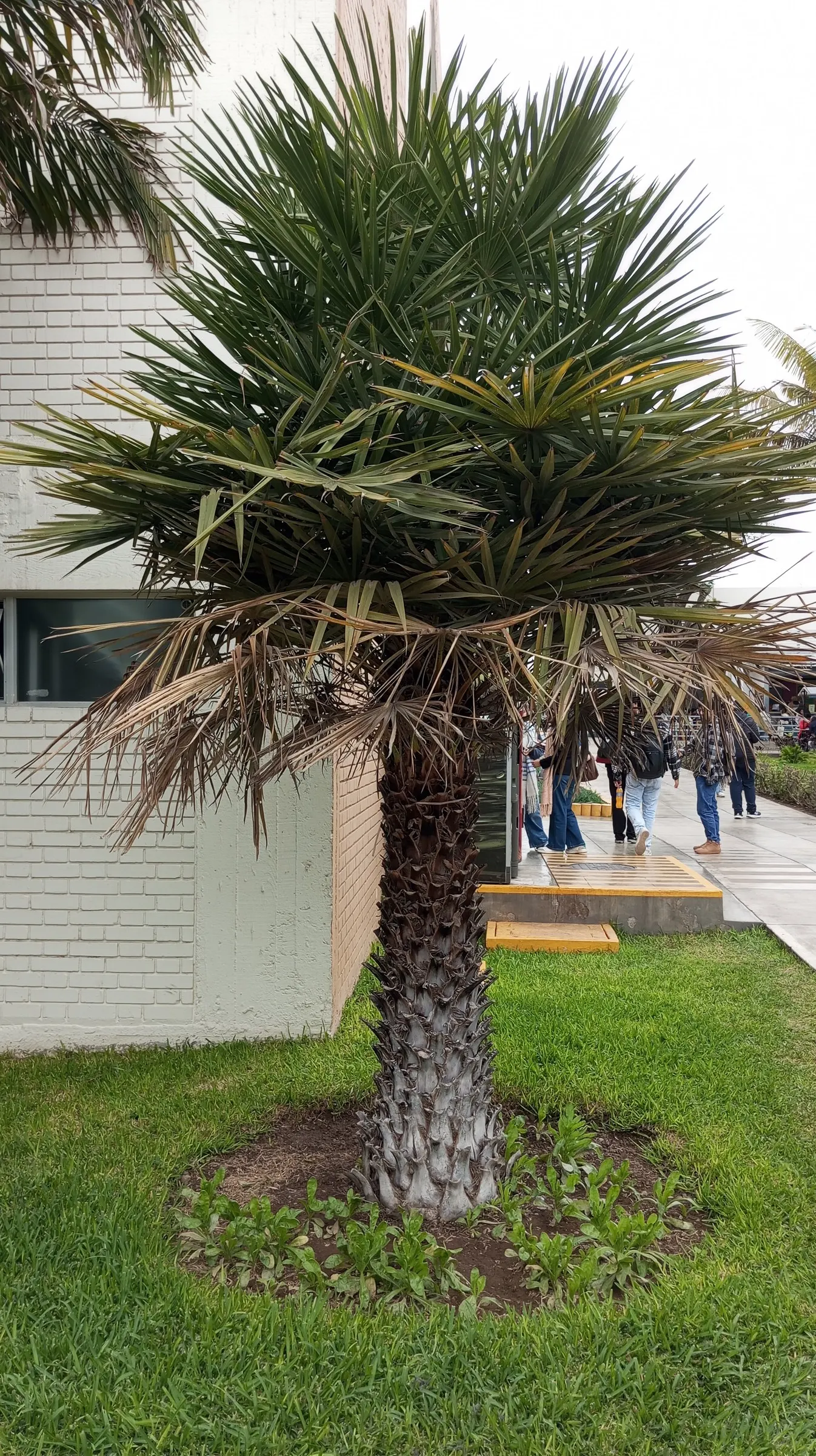 Windmill Palm (Trachycarpus Fortunei) — with some specimens reaching up to 20 inches in diameter