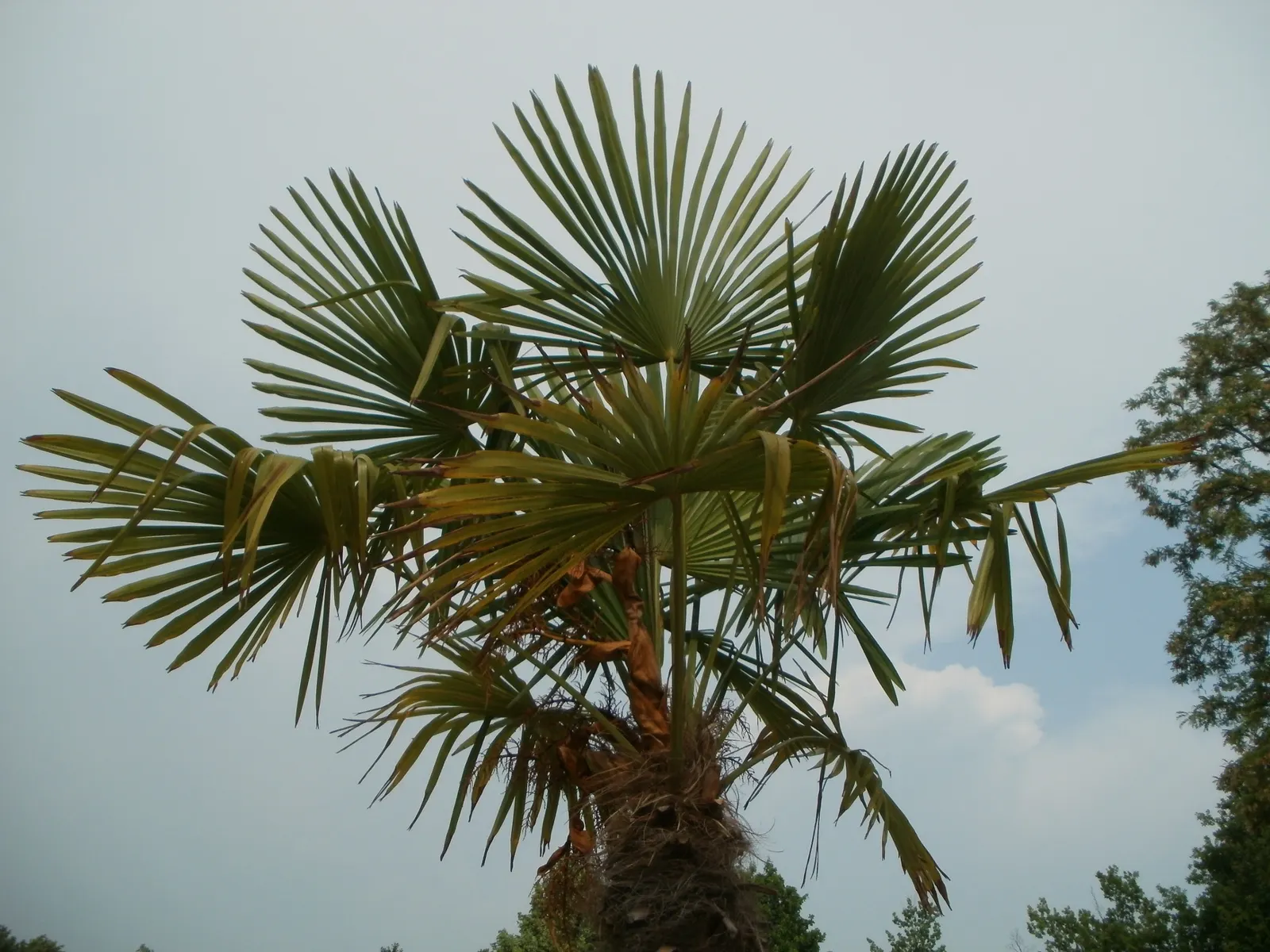 Windmill Palm (Trachycarpus Fortunei) — particularly in dry conditions