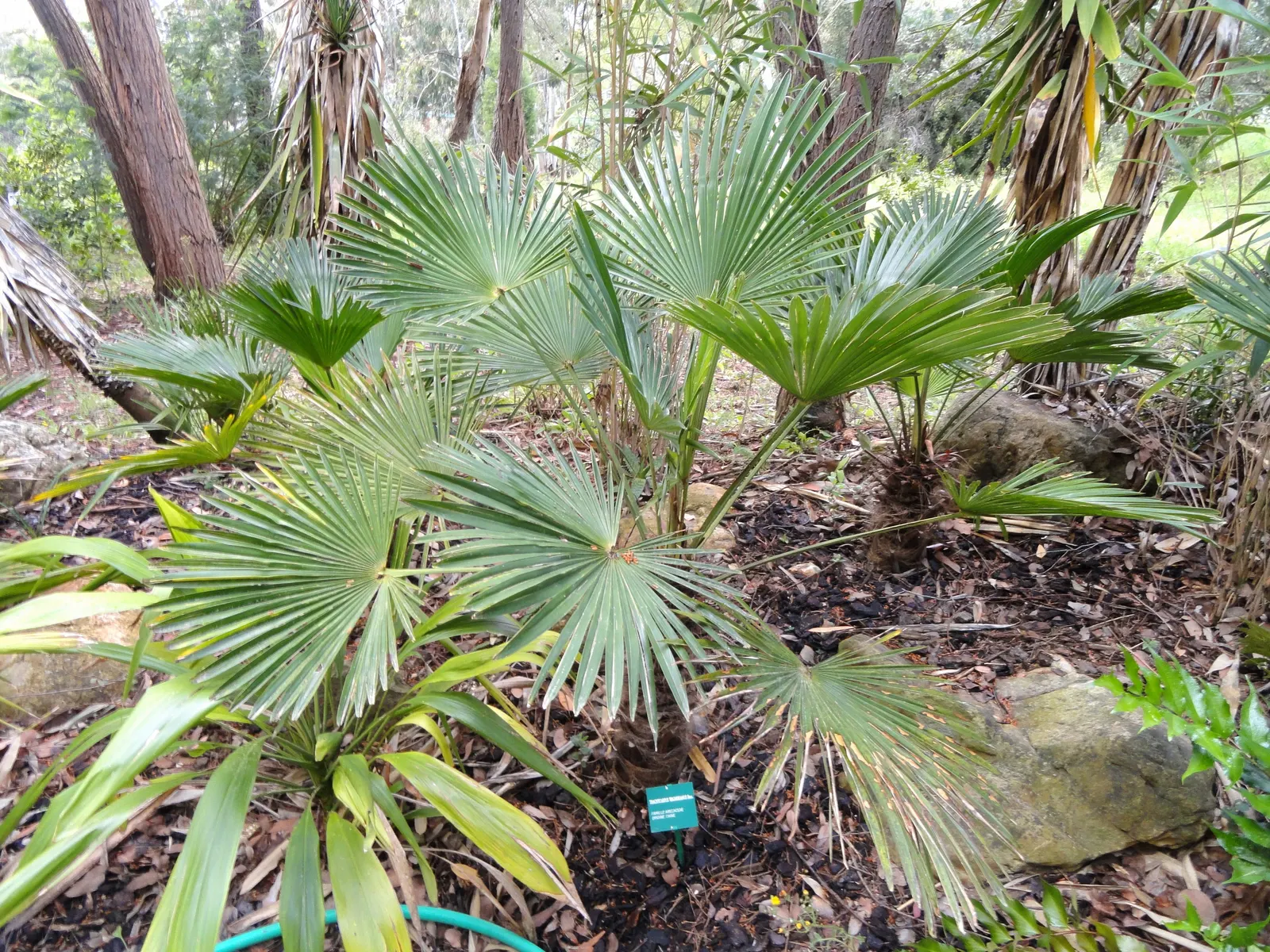 Windmill Palm (Trachycarpus Fortunei) — making it suitable for USDA zones 7b through 11