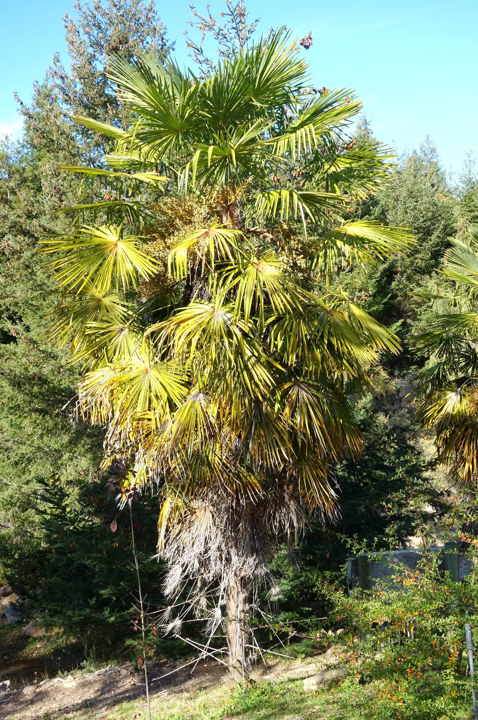 Windmill Palm (Trachycarpus Fortunei) — the Windmill Palm can withstand temperatures as low as 5&deg;F to 10&deg;F; this palm is characterized by a, image 91