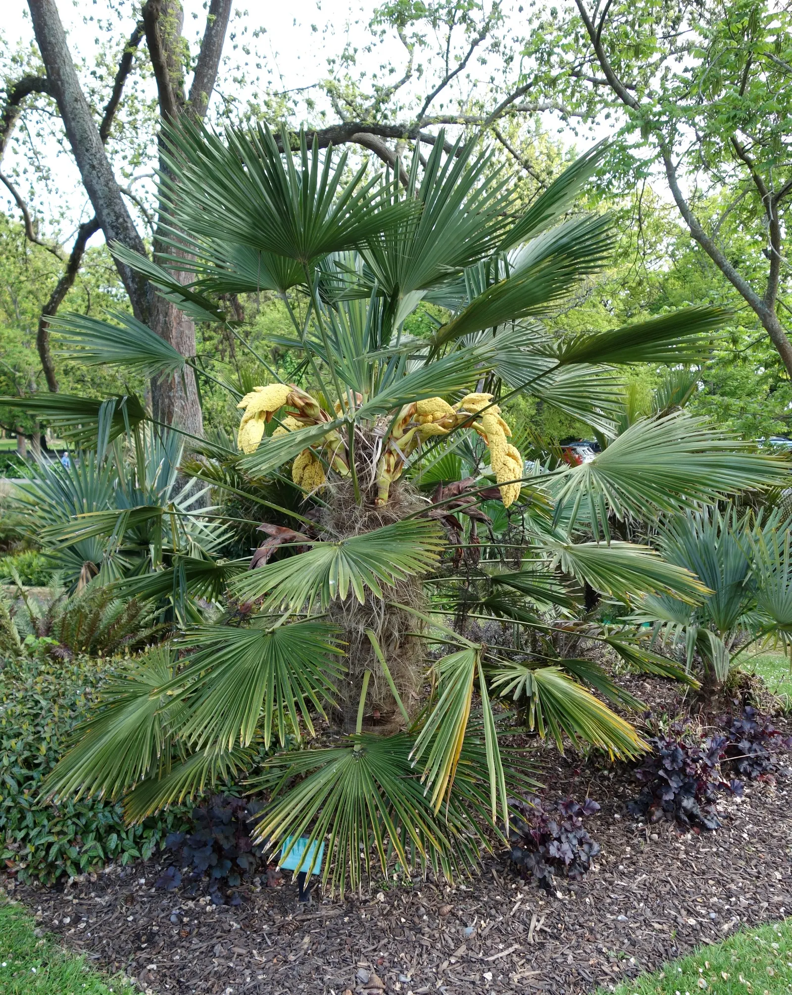 Windmill Palm (Trachycarpus Fortunei) — requiring minimal pruning