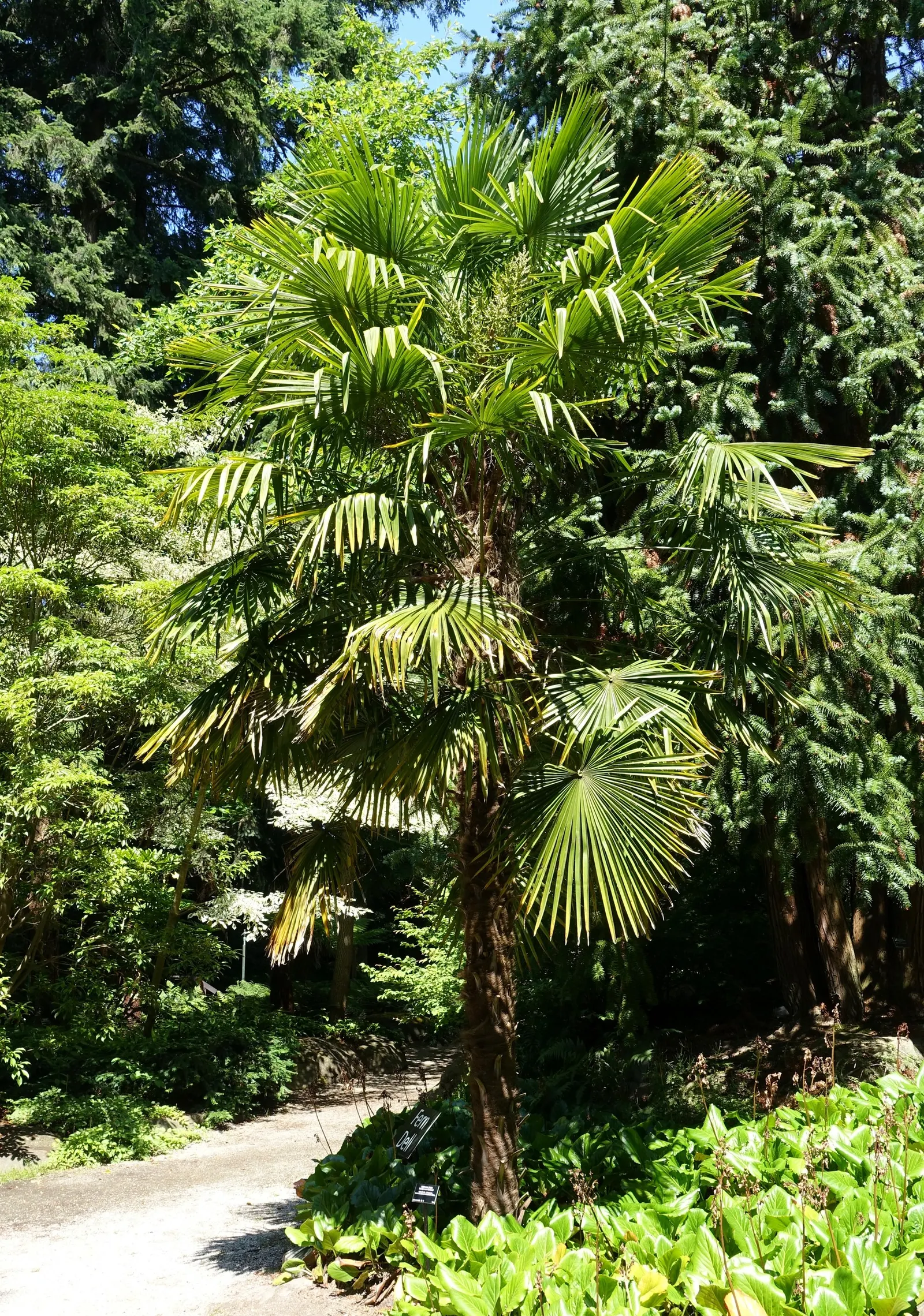 Windmill Palm (Trachycarpus Fortunei) — This palm is characterized by a stout