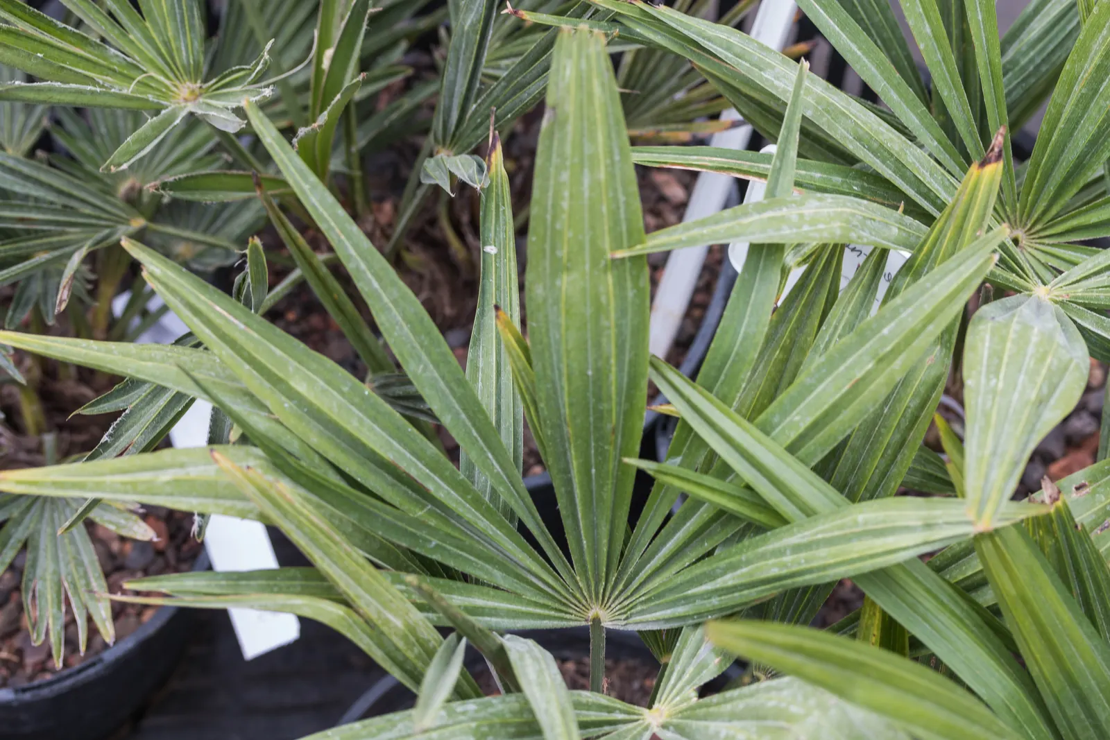 Windmill Palm (Trachycarpus Fortunei) — Its distinctive fan-shaped fronds form a dense, symmetrical crown spreading up to 10 feet wide; this palm prefers full