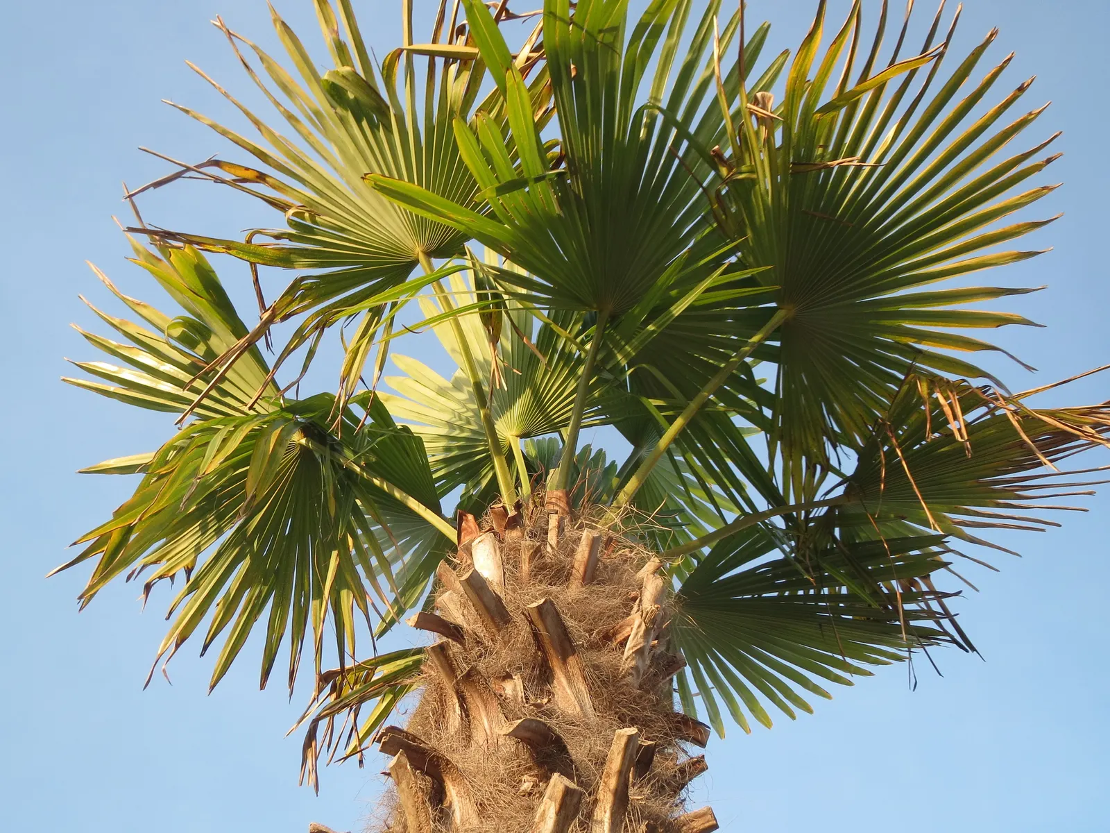 Windmill Palm (Trachycarpus Fortunei) — Regular watering is essential