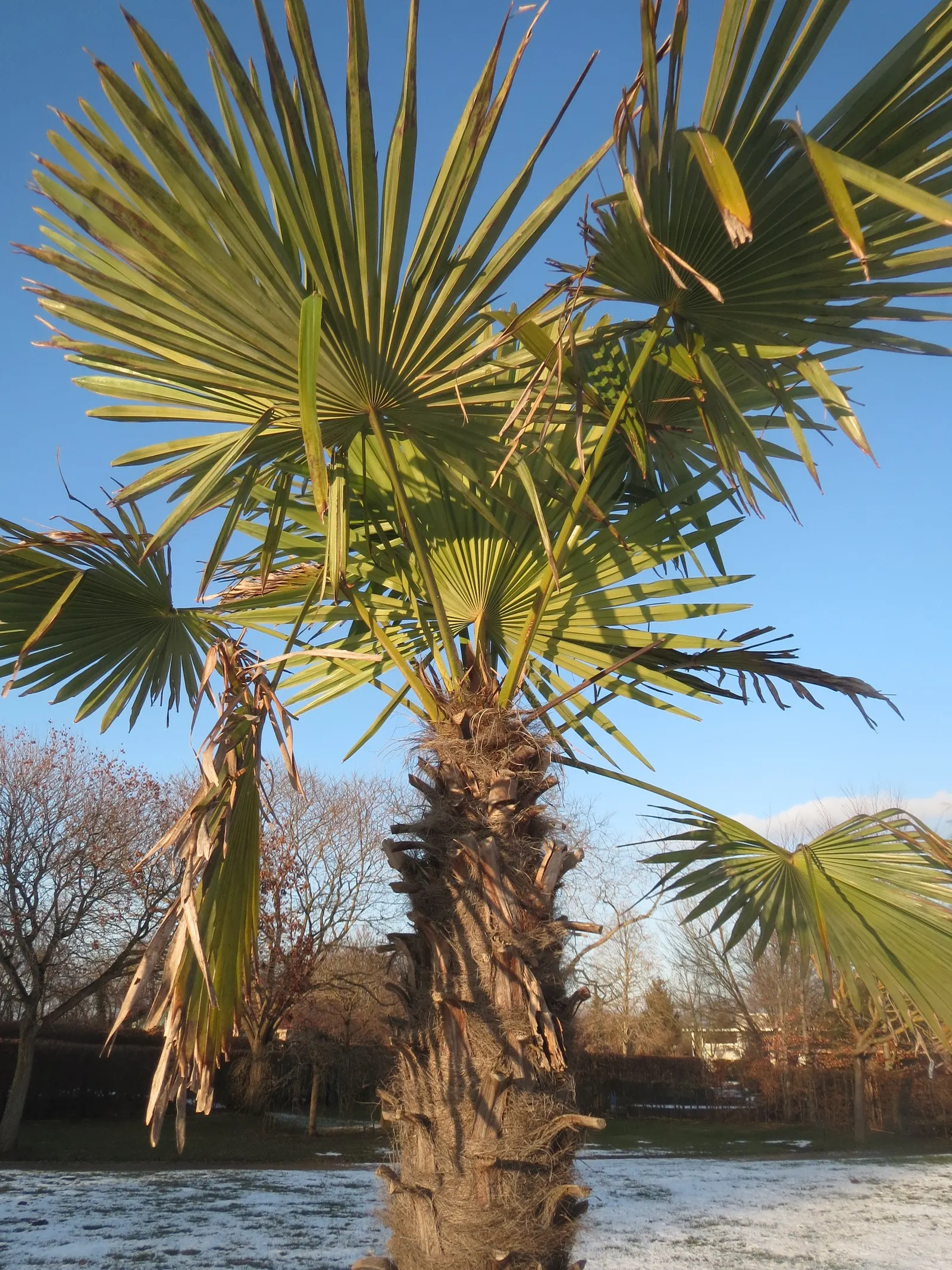 Windmill Palm (Trachycarpus Fortunei) — palm / tree for full or half
