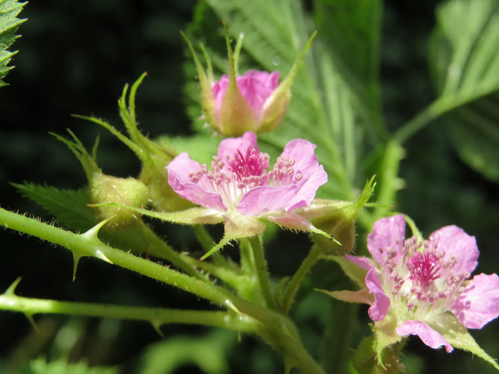 Raspberry (Rubus Niveus) — green foliage and prickly stems; by late summer to early fall, the plant yields its signature deep purple-black, image 138