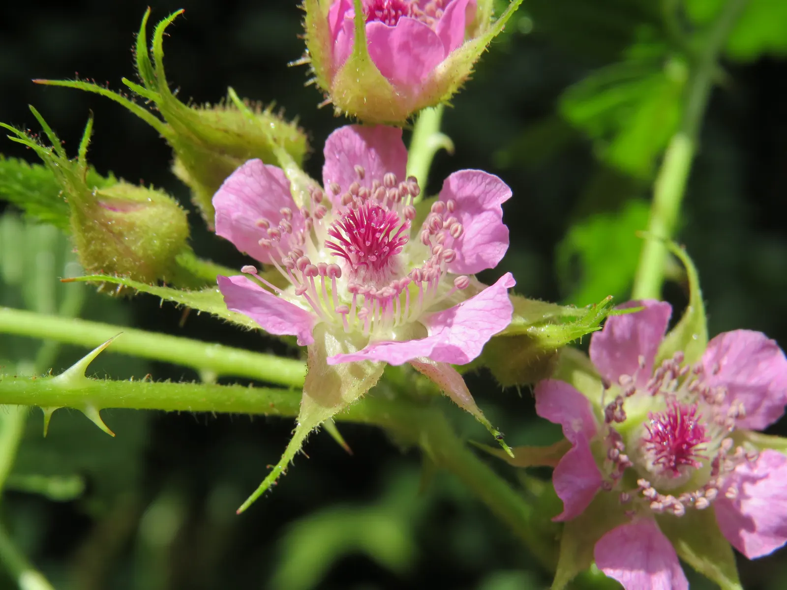 Raspberry (Rubus Niveus) — is a superb addition to any garden landscape for clients who crave both aesthetic value and edible yields; its leaves, image 118