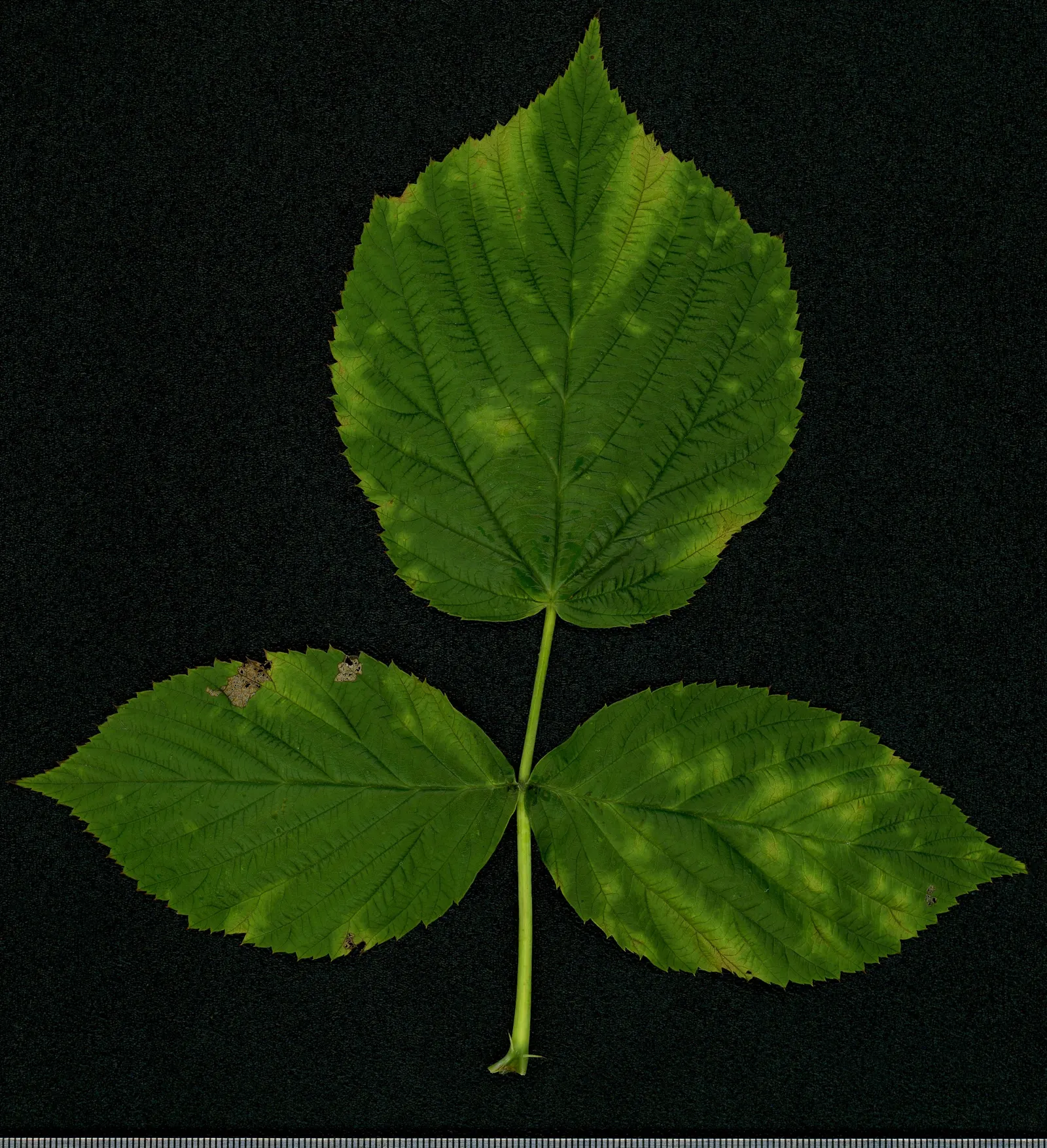 Raspberry (Rubus Niveus) — which invite wildlife and offer culinary uses, image 32