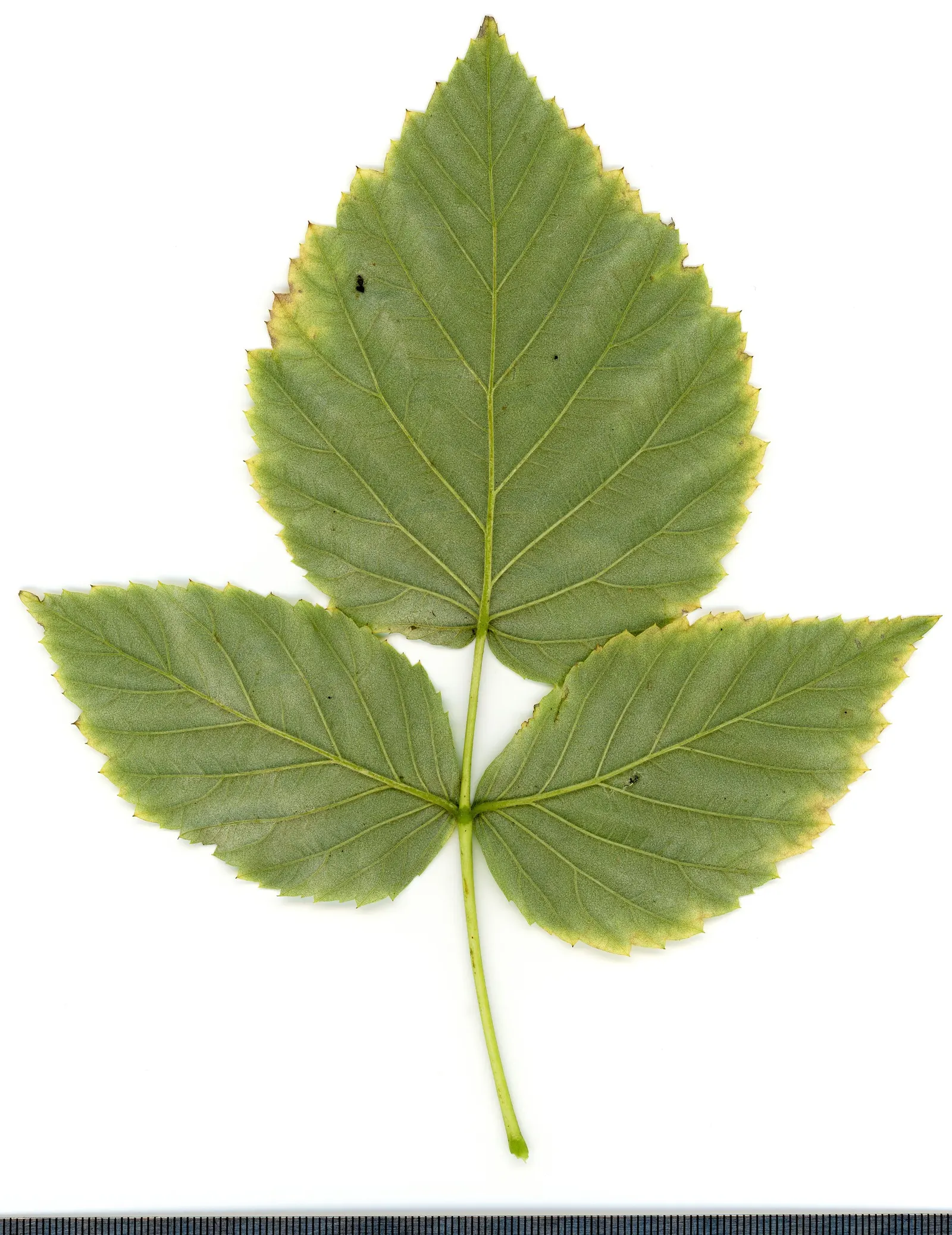 Raspberry (Rubus Niveus) — specifically the Rubus niveus; this plant requires well-drained, image 90