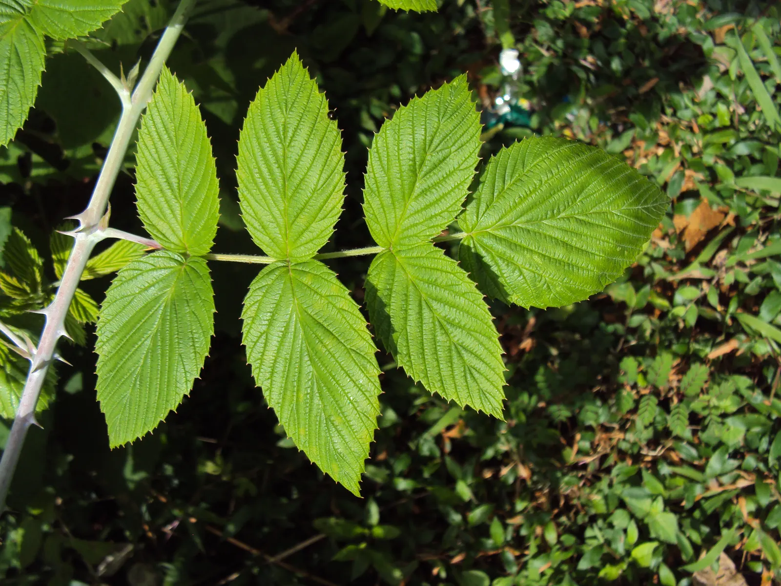 Raspberry (Rubus Niveus) — fertile soil with an inch of water weekly; each berry measures about 0.6 to 0.8 inches in diameter, image 142