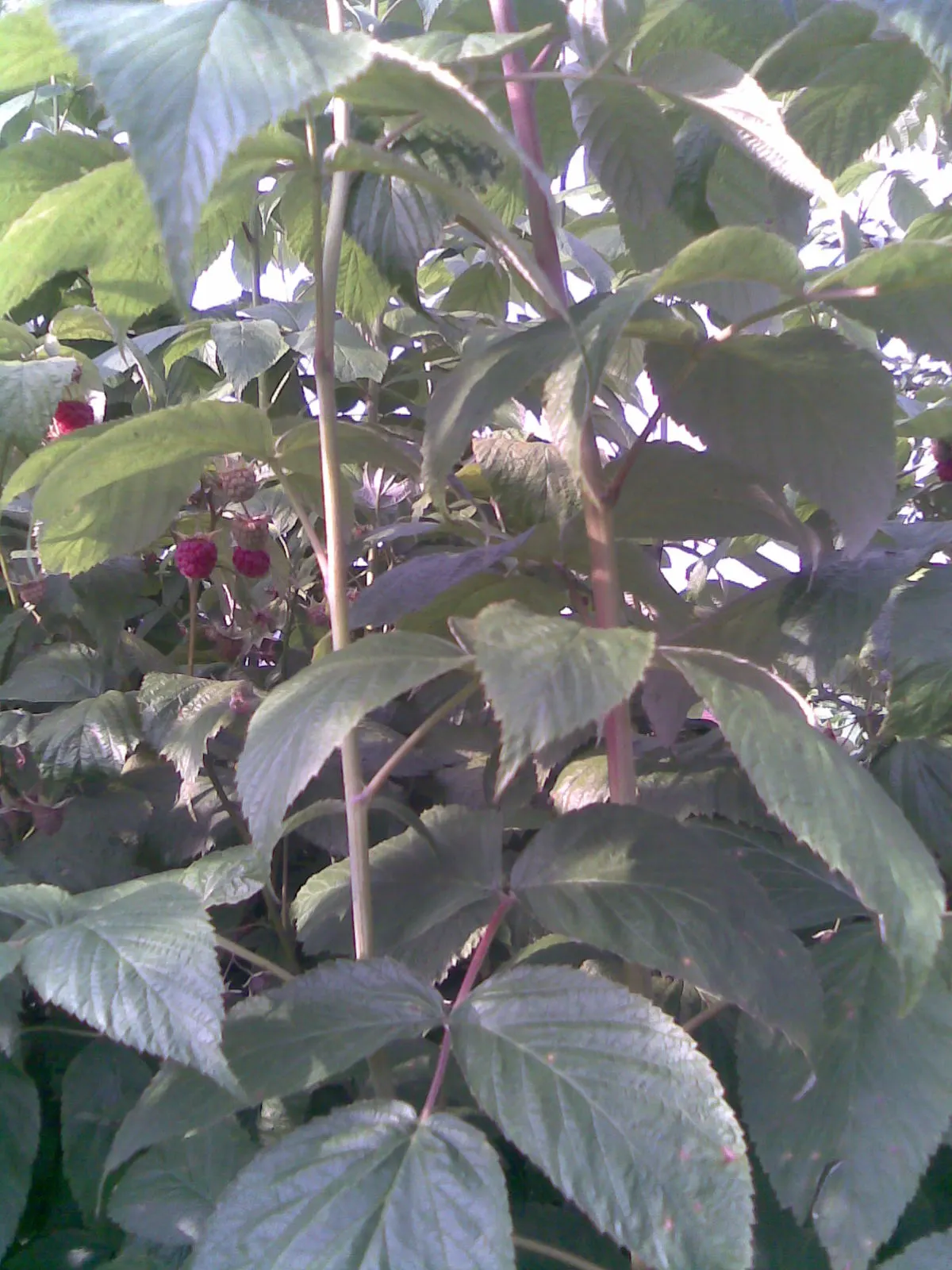 Raspberry (Rubus Niveus) — is a superb addition to any garden landscape for clients who crave both aesthetic value and edible yields; its leaves, image 91