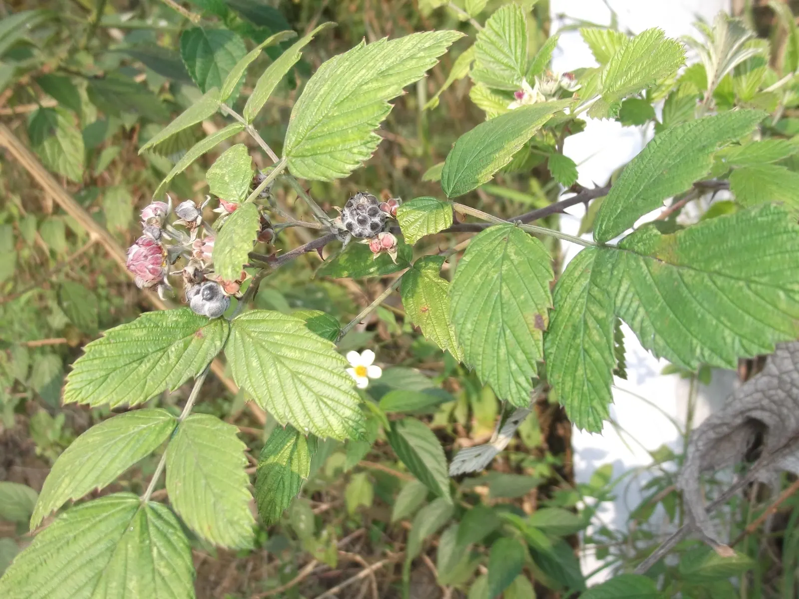 Raspberry (Rubus Niveus) — The Raspberry, Rubus niveus, is a hardy deciduous shrub standing 3-6 feet tall