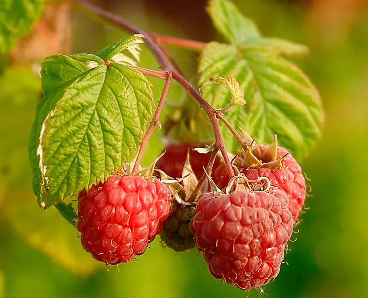 Raspberry (Rubus Niveus) — is a superb addition to any garden landscape for clients who crave both aesthetic value and edible yields; its leaves are pinnate