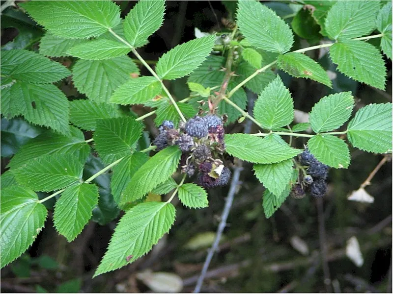Raspberry (Rubus Niveus) — This plant requires well-drained