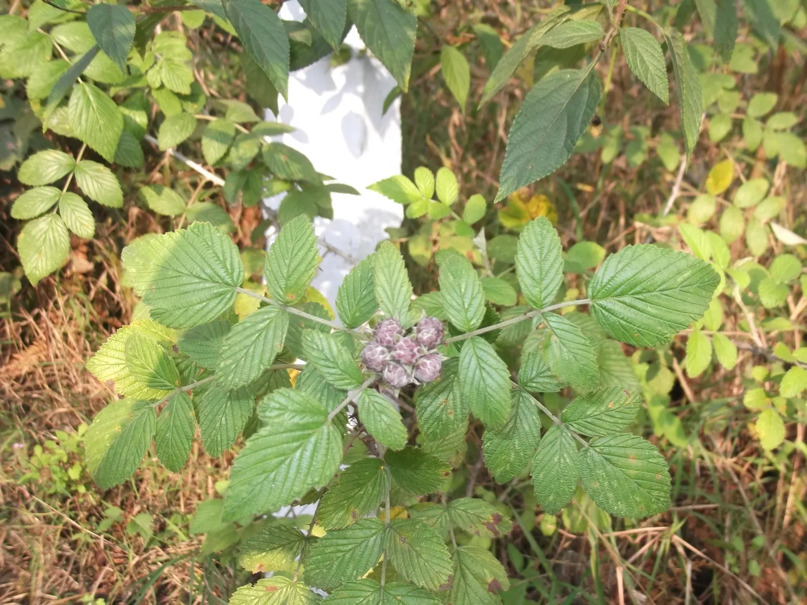 Raspberry (Rubus Niveus) — specifically the Rubus niveus