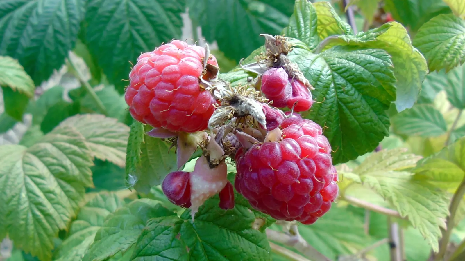 Raspberry (Rubus Niveus) — Its leaves are pinnate, with a rich green hue that turns to vibrant autumnal shades before falling