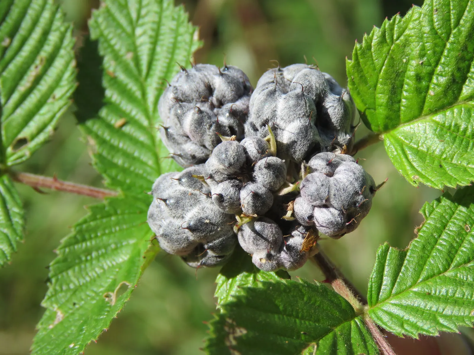 Raspberry (Rubus Niveus) — enriching the garden's ecosystem; and benefits from annual pruning to maintain vigor and fruit abundance, image 152