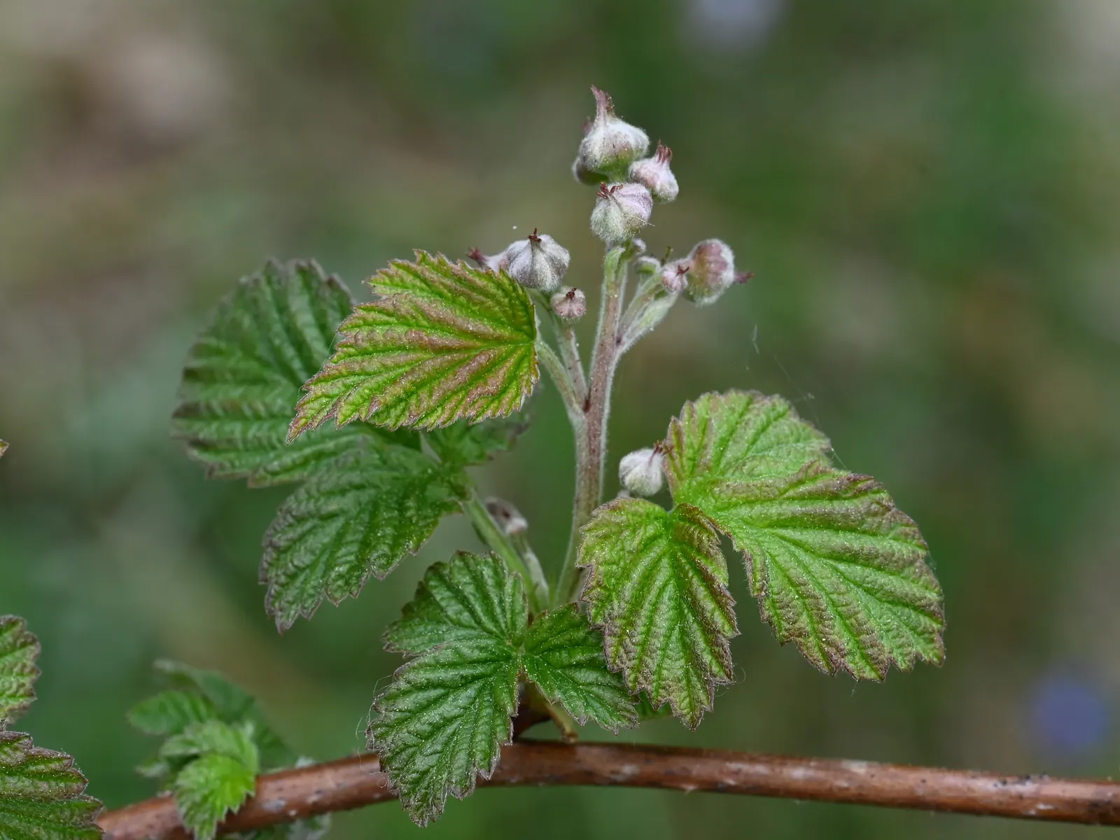 Raspberry (Rubus Niveus) — By late summer to early fall, the plant yields its signature deep purple-black raspberries