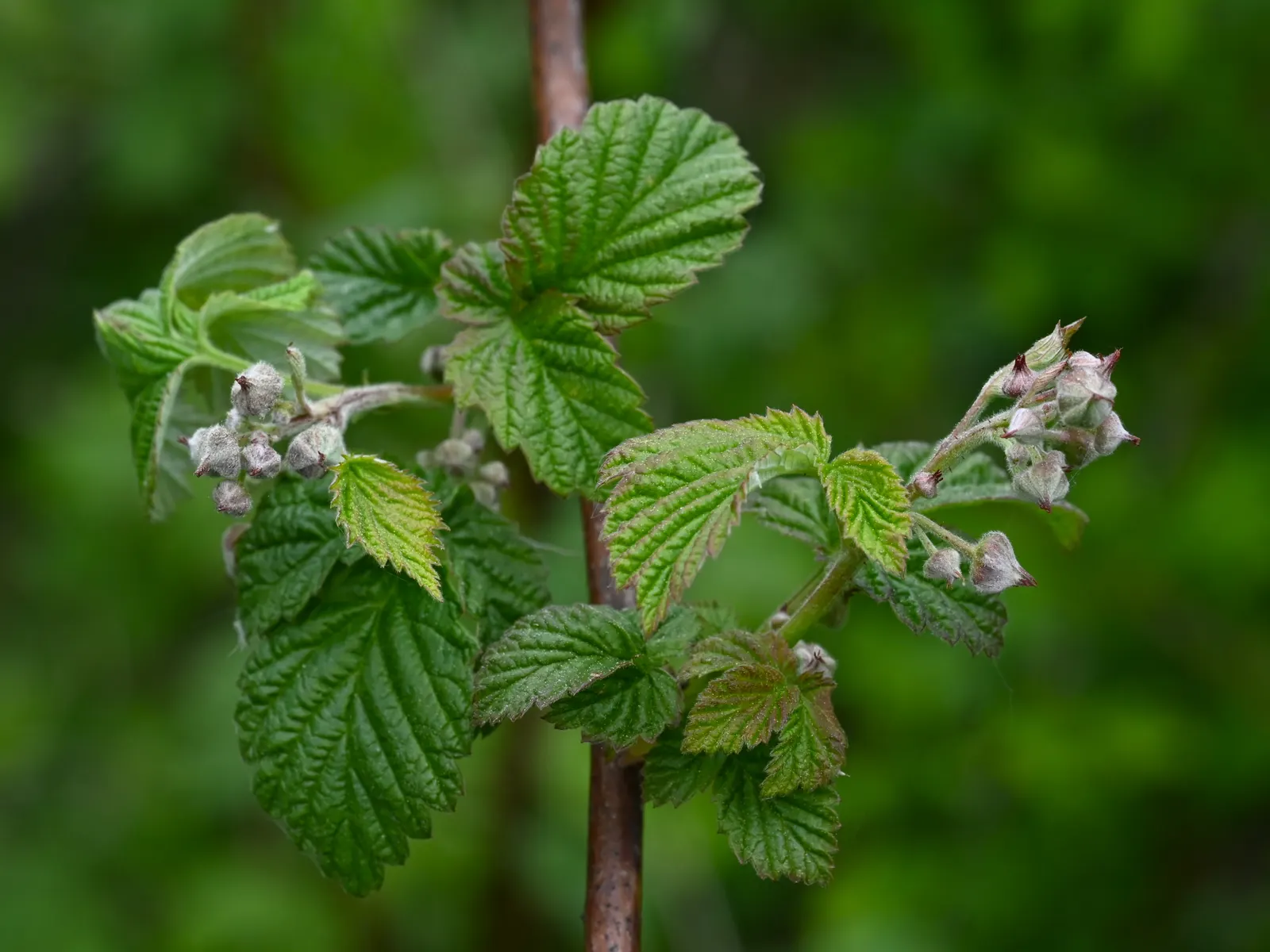 Raspberry (Rubus Niveus) — enriching the garden's ecosystem