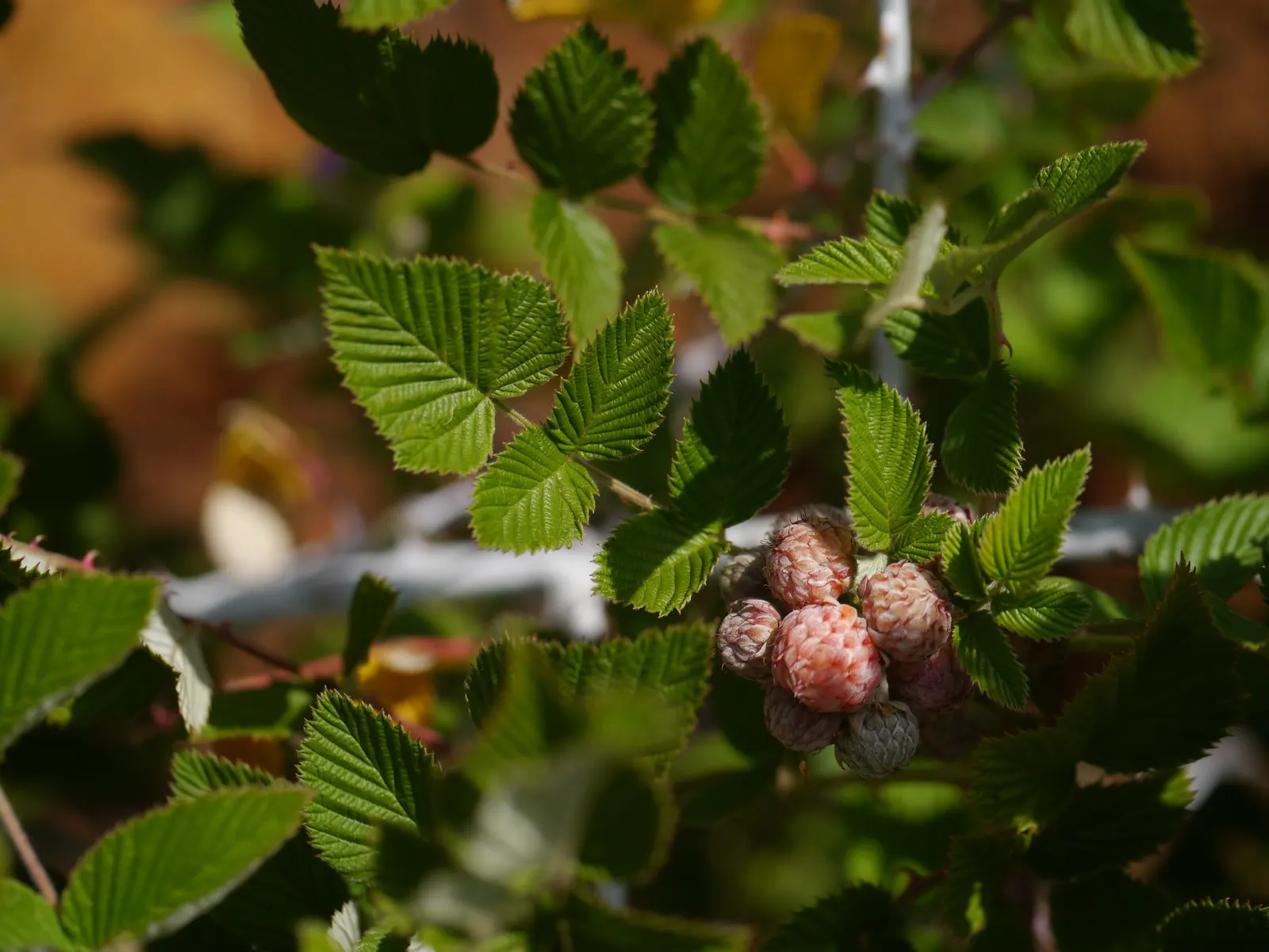 Raspberry (Rubus Niveus) — It thrives in USDA zones 4-8, preferring full sun but tolerates partial shade; a member of the Rosaceae family, image 56