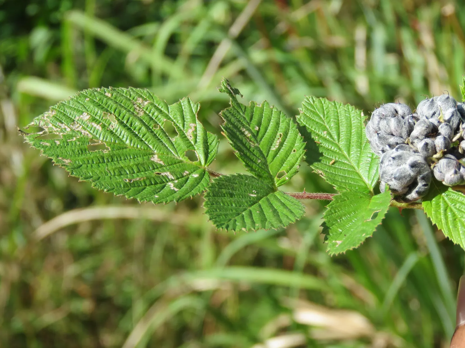 Raspberry (Rubus Niveus) — offering a sweet and subtly tart flavor.<br><br>For optimal growth; it thrives in USDA zones 4-8, preferring full sun, image 155