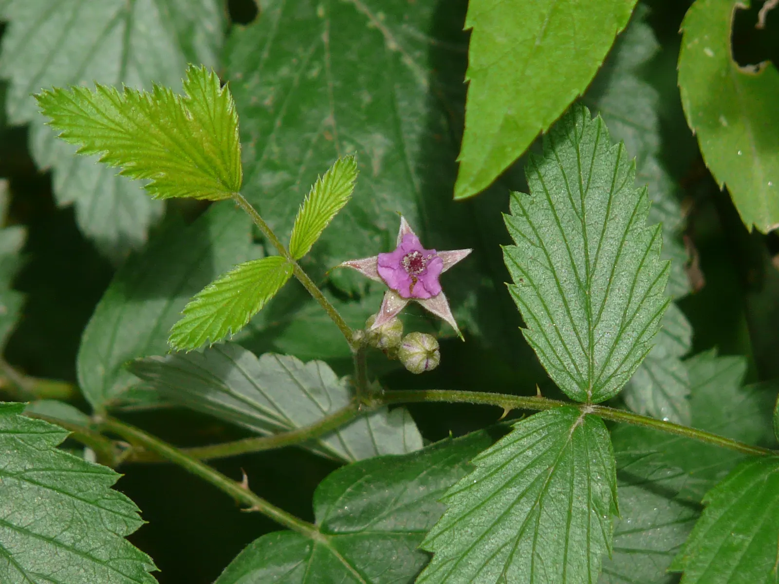 Raspberry (Rubus Niveus) — By late summer to early fall, the plant yields its signature deep purple-black raspberries; the Rubus niveus produces, image 72