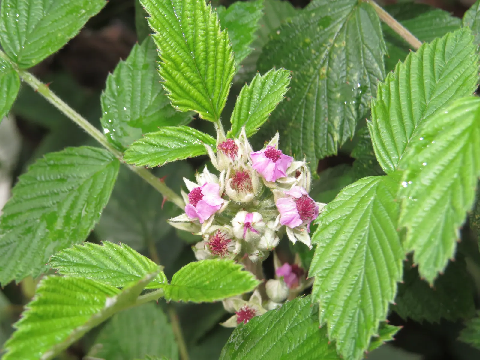 Raspberry (Rubus Niveus) — making it a dual-purpose plant that's sure to please; green foliage and prickly stems, image 132