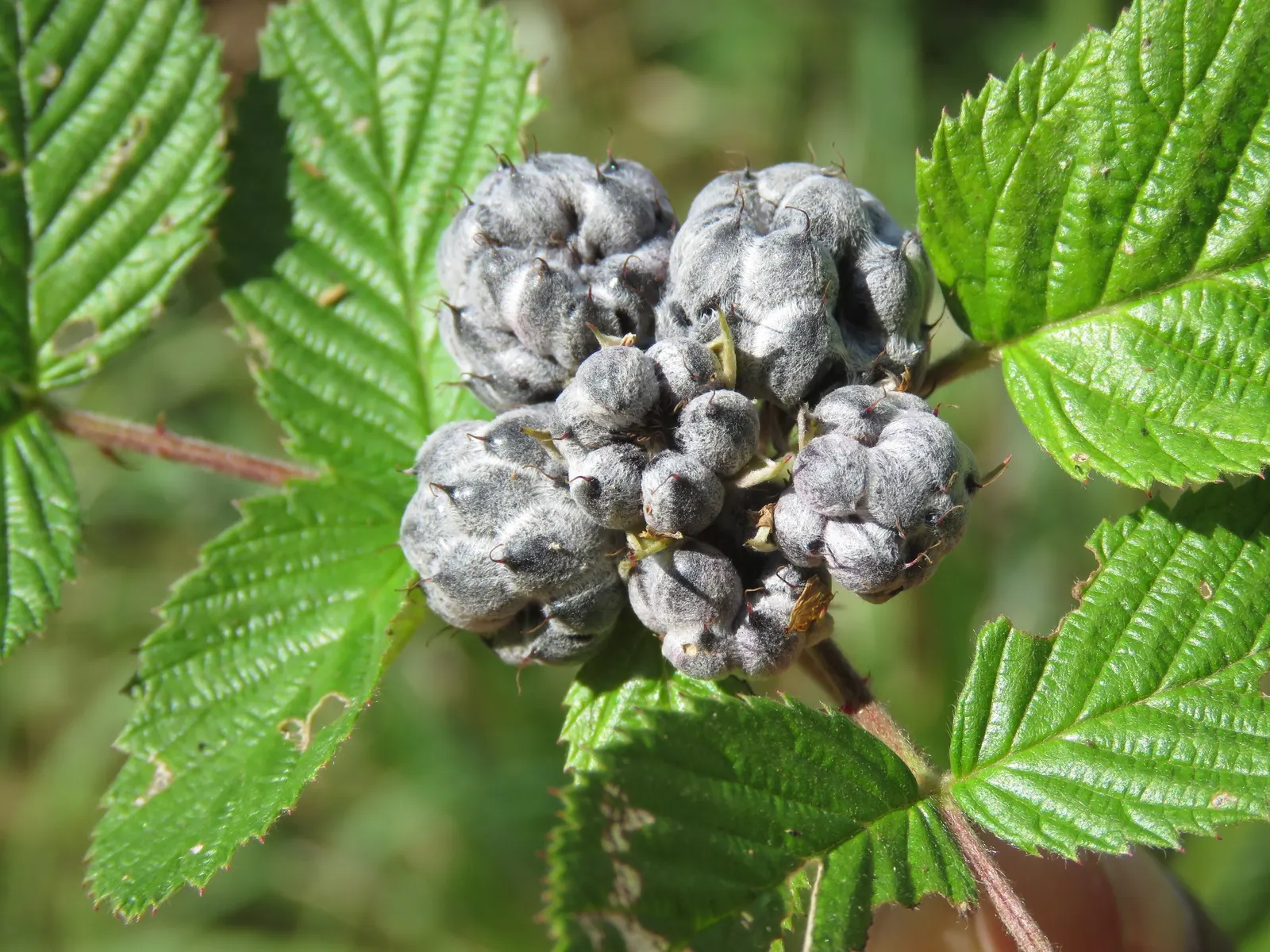 Raspberry (Rubus Niveus) — Each berry measures about 0.6 to 0.8 inches in diameter; this plant is hardy, able to withstand temperatures down to, image 154