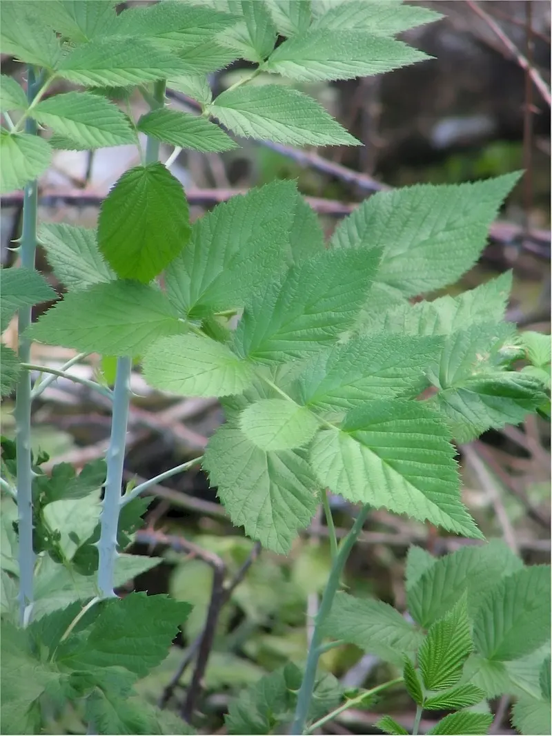 Raspberry (Rubus Niveus) — shrub / vine for full; making it a dual-purpose plant that's sure to please