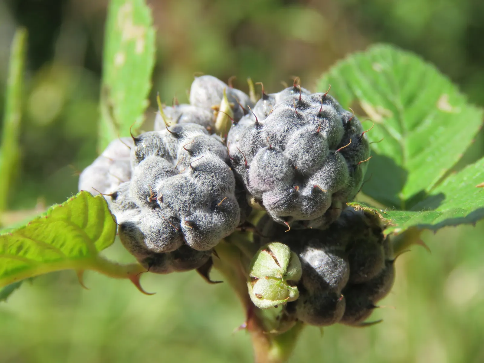 Raspberry (Rubus Niveus) — and benefits from annual pruning to maintain vigor and fruit abundance; shrub / vine with white blooms, image 89