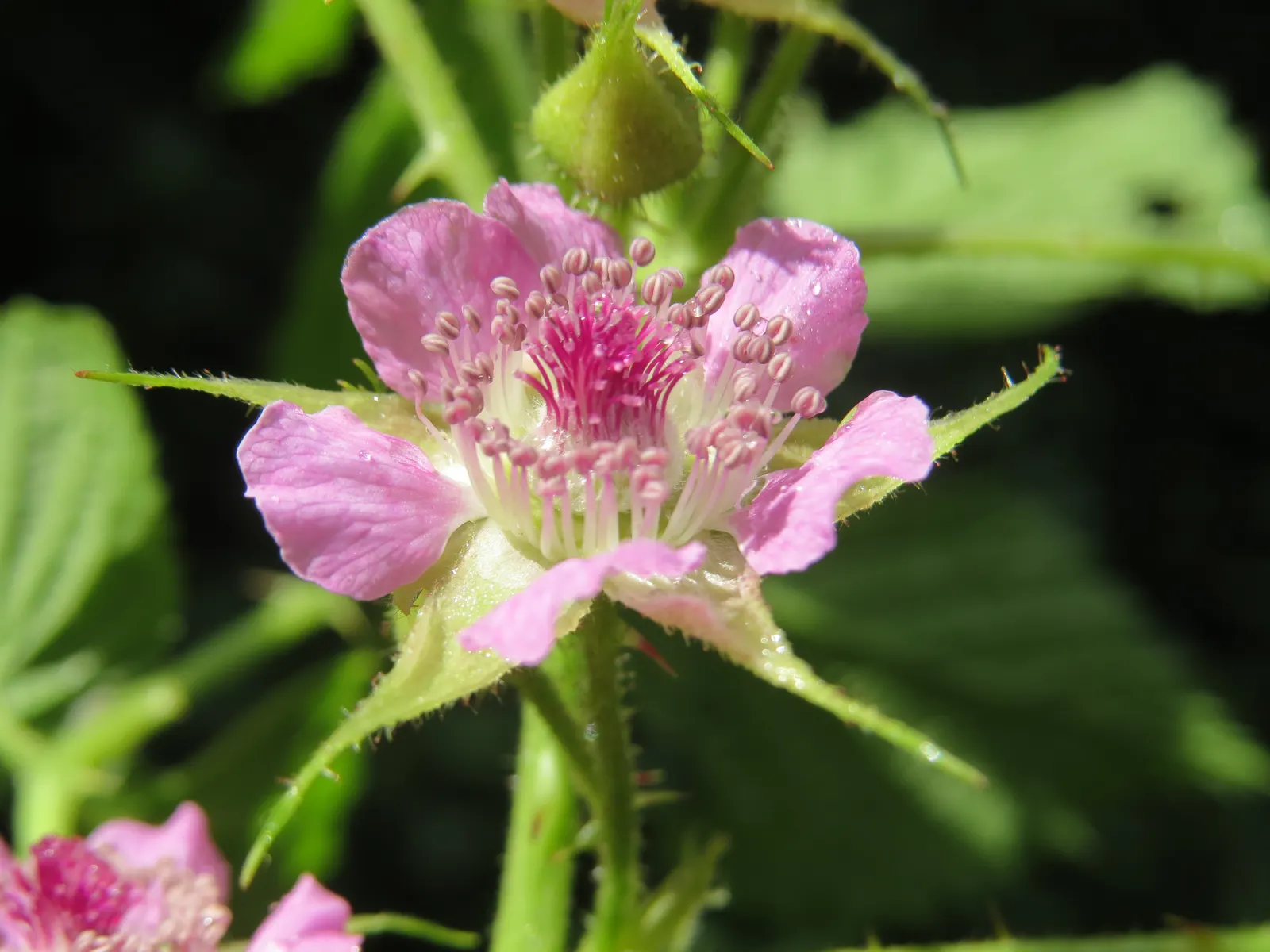 Raspberry (Rubus Niveus) — and benefits from annual pruning to maintain vigor and fruit abundance; shrub / vine with white blooms, image 143