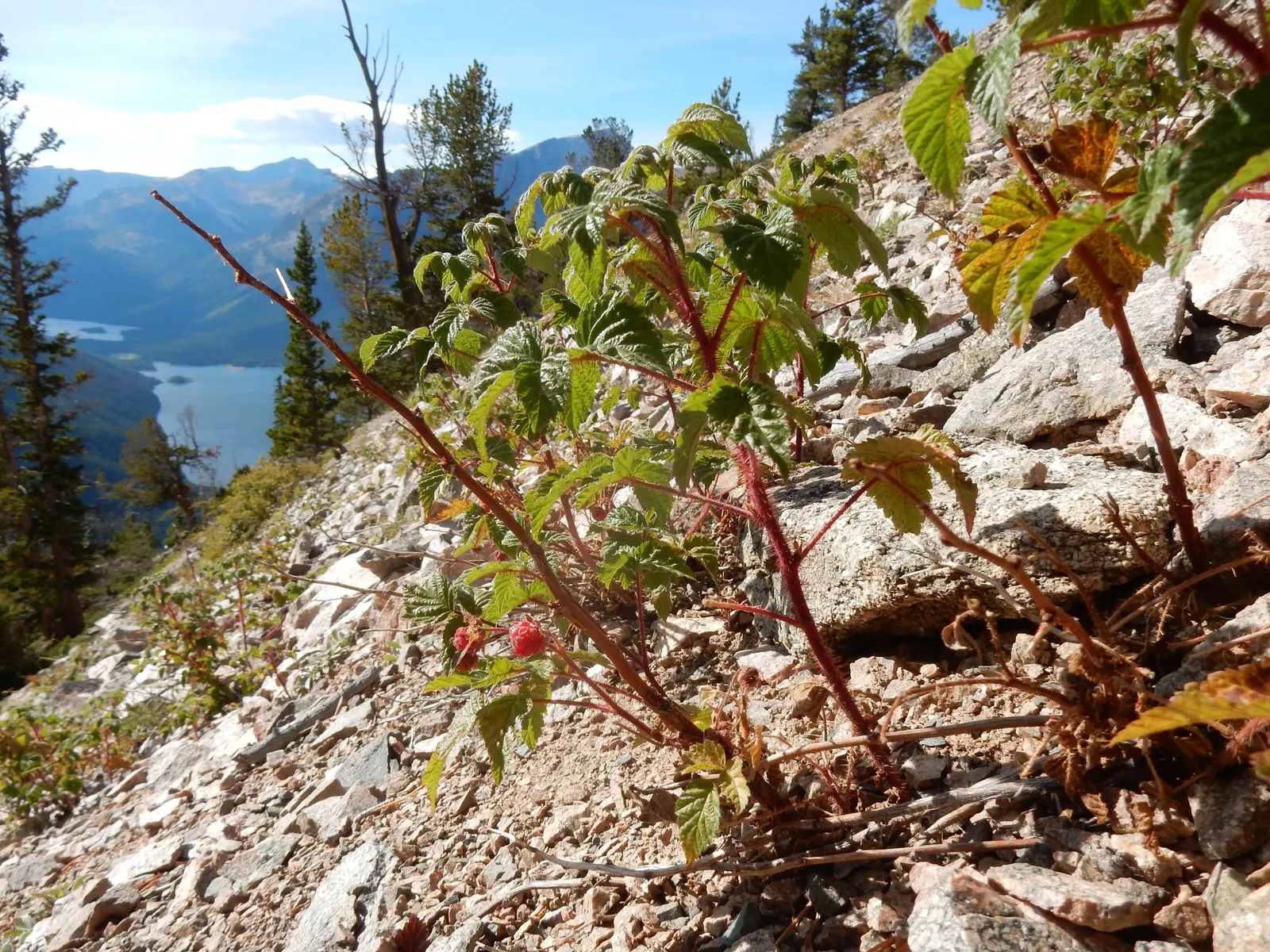 Raspberry (Rubus Niveus) — Each berry measures about 0.6 to 0.8 inches in diameter