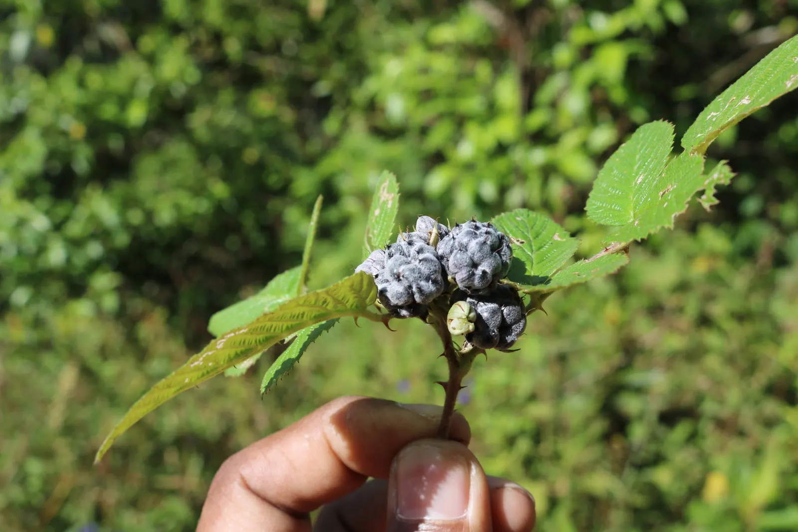 Raspberry (Rubus Niveus) — This plant is hardy, able to withstand temperatures down to approximately -10&deg;F; these blossoms are not only, image 157