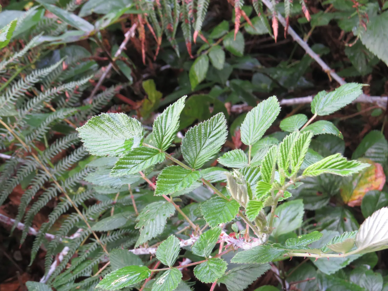 Raspberry (Rubus Niveus) — which invite wildlife and offer culinary uses, image 140