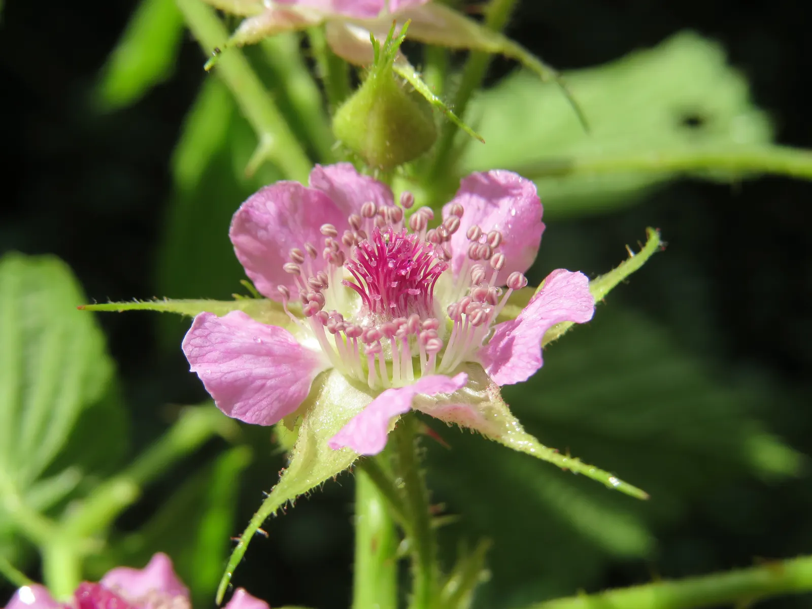 Raspberry (Rubus Niveus) — The Raspberry, Rubus niveus, is a hardy deciduous shrub standing 3-6 feet tall; it produces flavorful berries in summer, image 136