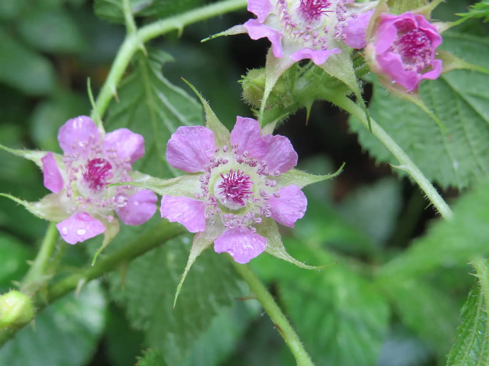 Raspberry (Rubus Niveus) — enriching the garden's ecosystem; and benefits from annual pruning to maintain vigor and fruit abundance, image 71