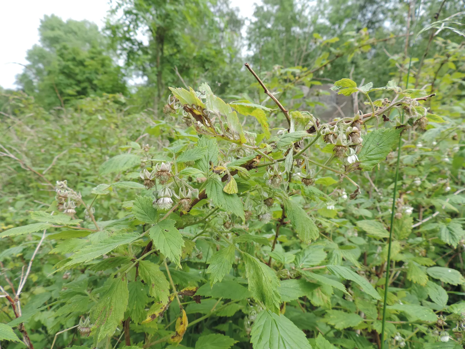 Raspberry (Rubus Niveus) — This plant is hardy, able to withstand temperatures down to approximately -10&deg;F