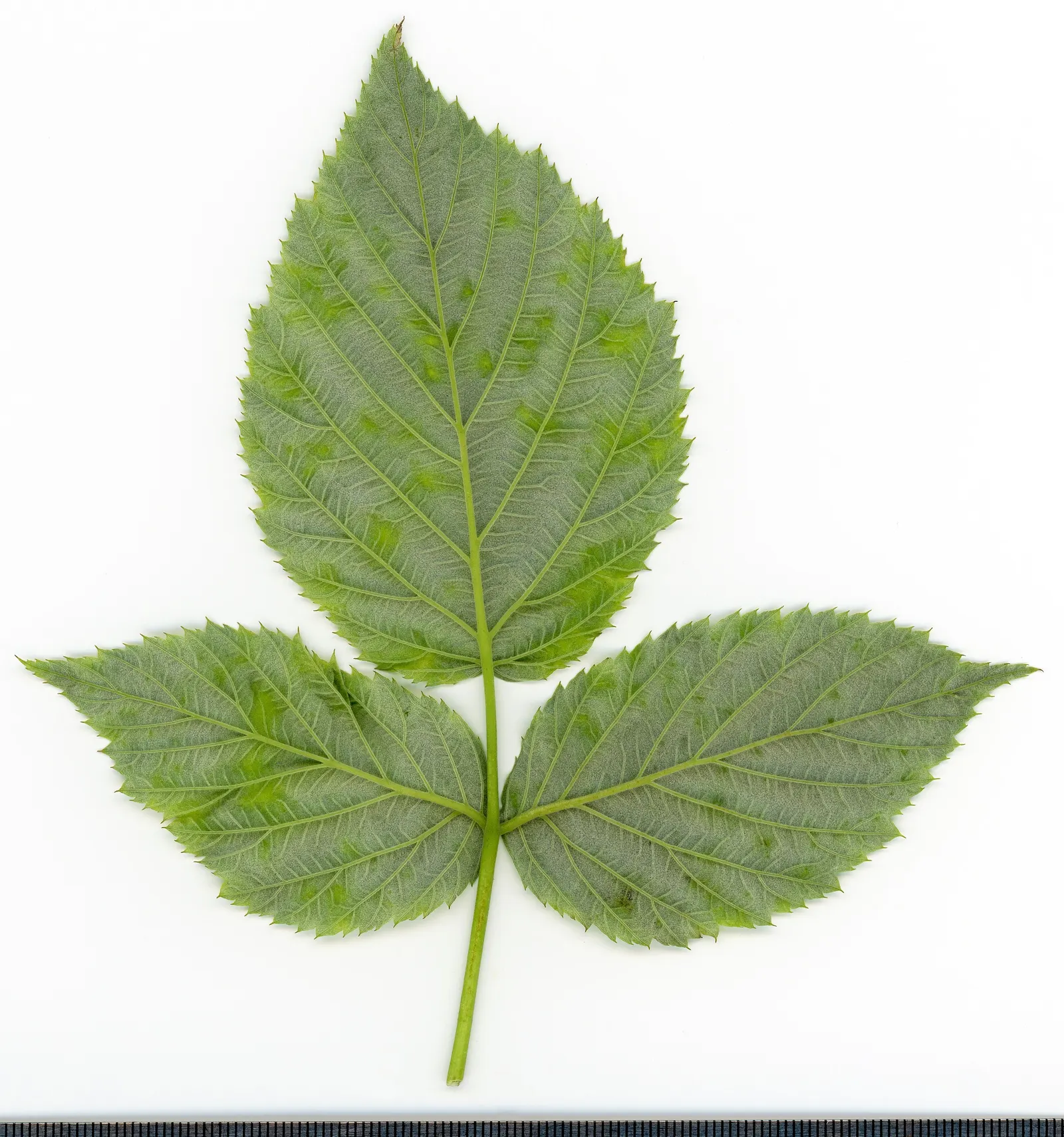 Raspberry (Rubus Niveus) — and benefits from annual pruning to maintain vigor and fruit abundance; shrub / vine with white blooms