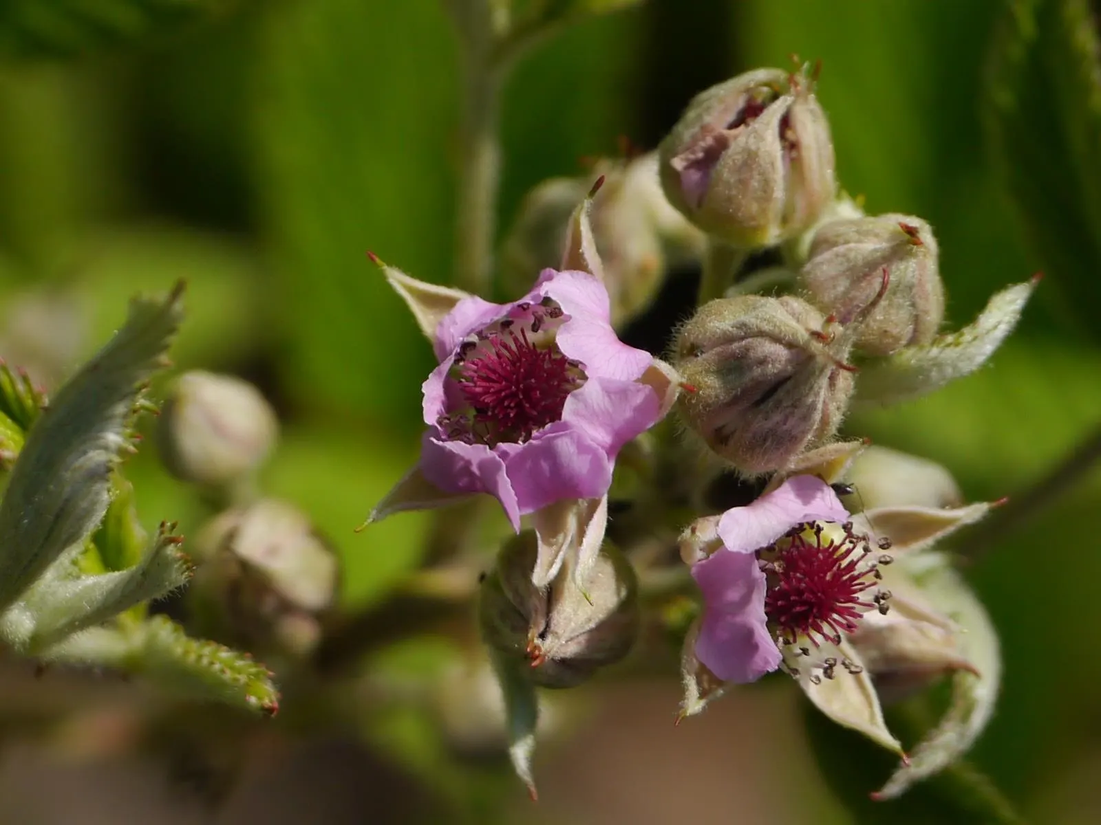 Raspberry (Rubus Niveus) — offering a sweet and subtly tart flavor.<br><br>For optimal growth; it thrives in USDA zones 4-8, preferring full sun, image 74