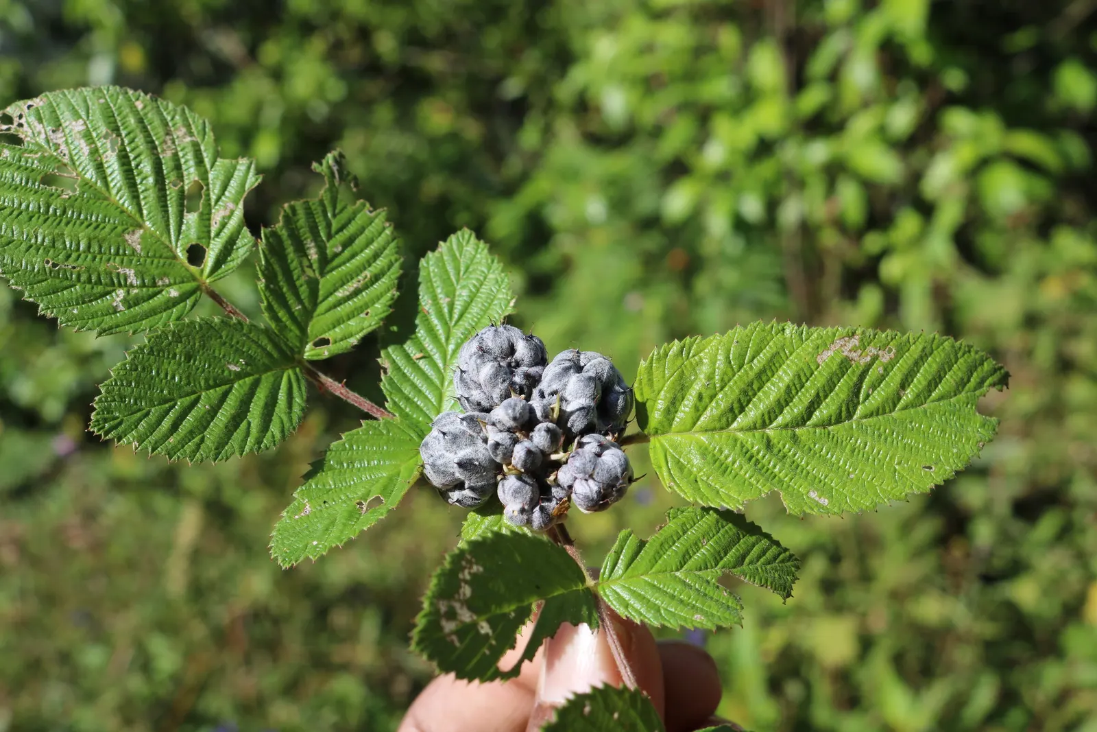 Raspberry (Rubus Niveus) — This plant requires well-drained; with a similar spread that provides ample cover and visual interest, image 87