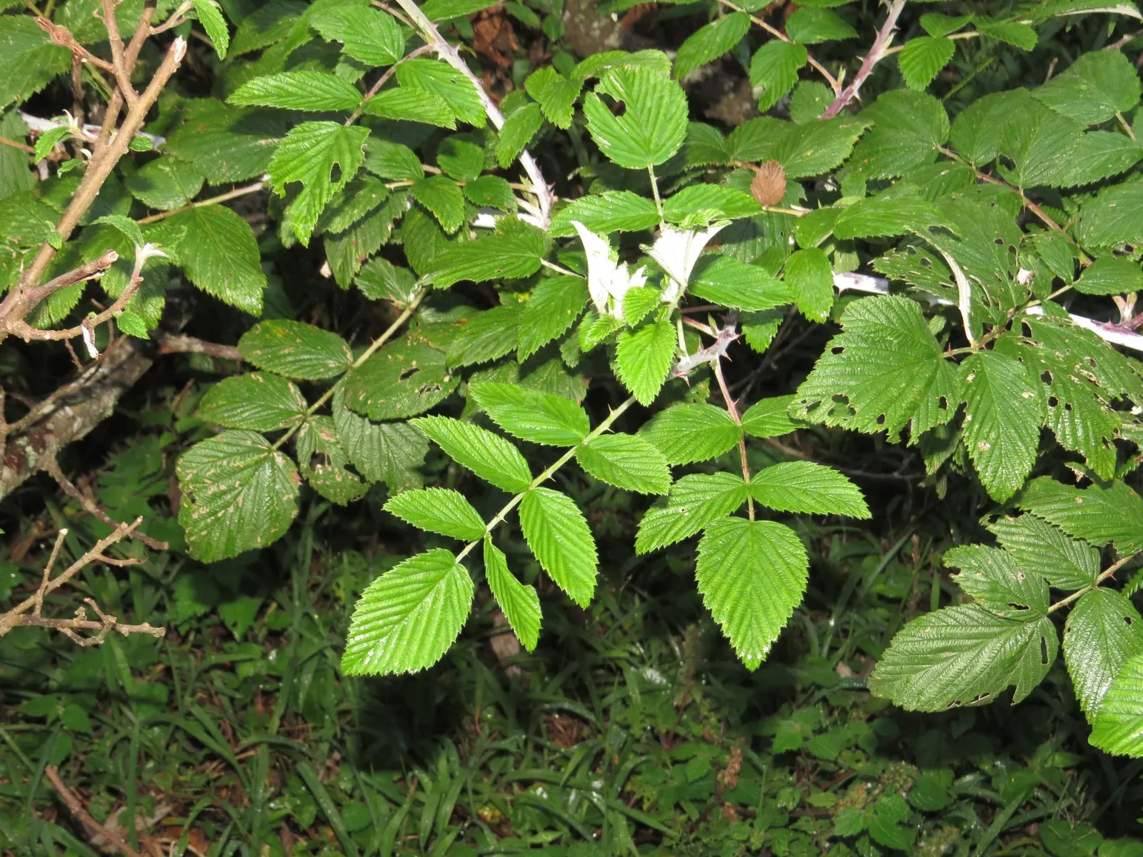 Raspberry (Rubus Niveus) — white flowers in the garden; is a superb addition to any garden landscape for clients who crave both aesthetic value and, image 133