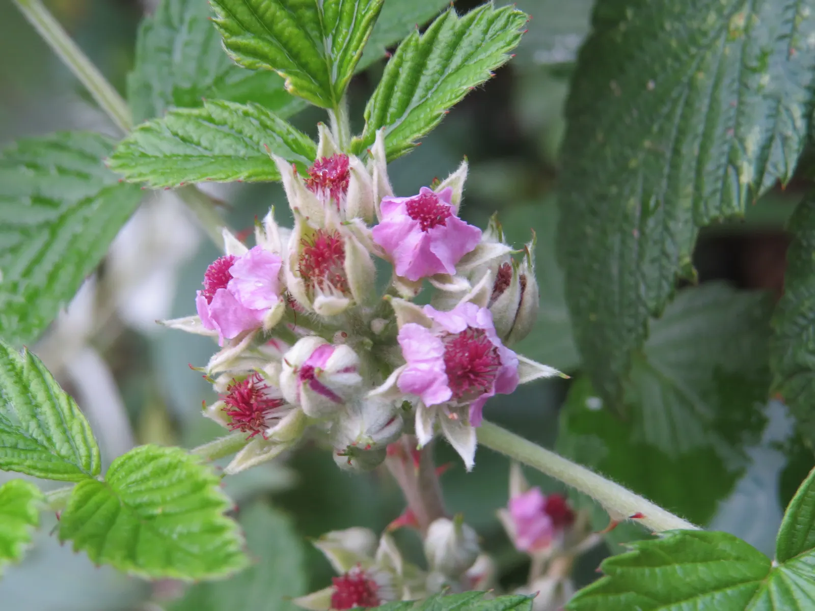 Raspberry (Rubus Niveus) — fertile soil with an inch of water weekly