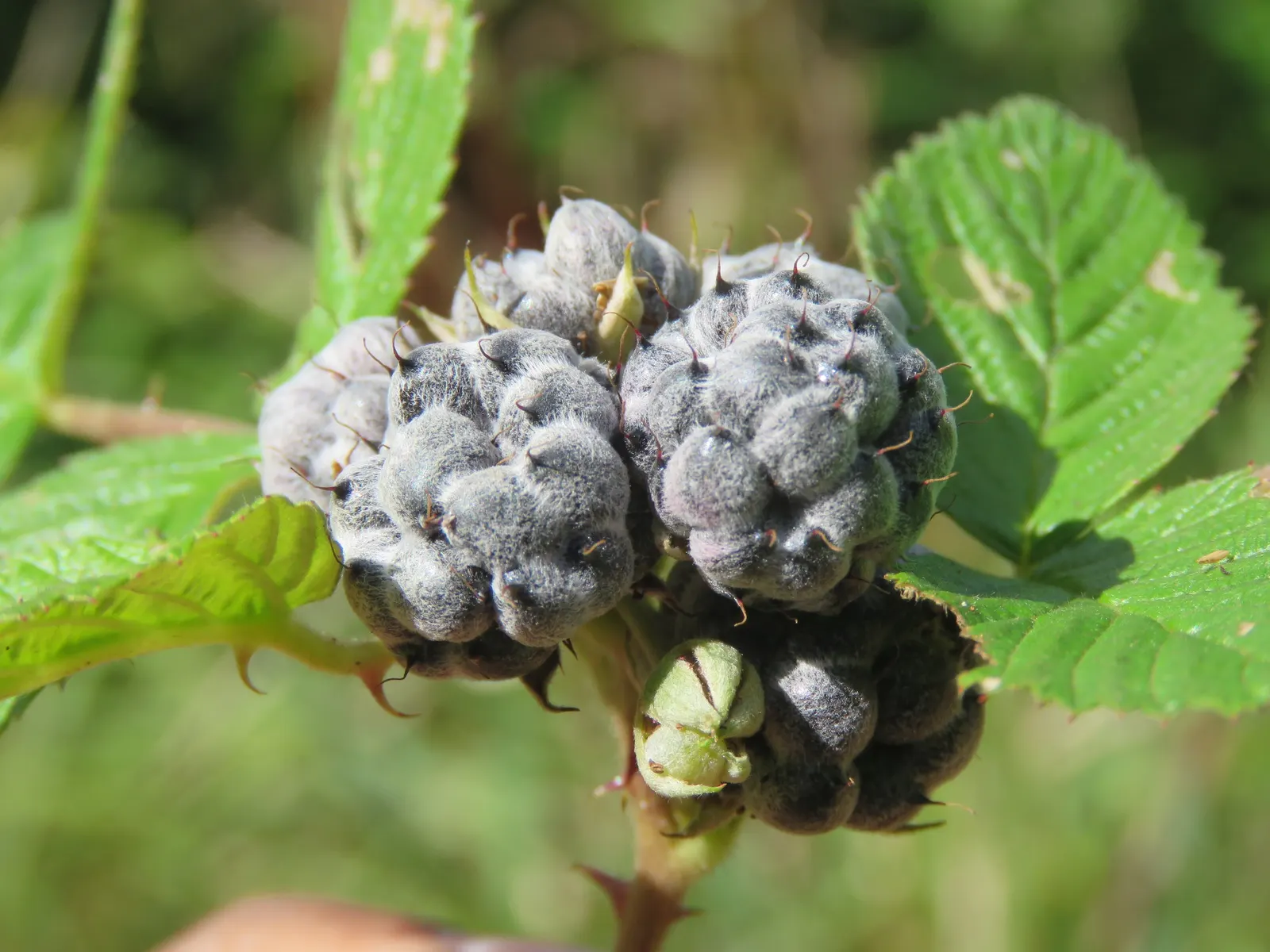 Raspberry (Rubus Niveus) — Rubus niveus prefers well-drained soils with a pH range of 6.0 to 7.0 and thrives in full sun to partial shade, image 156