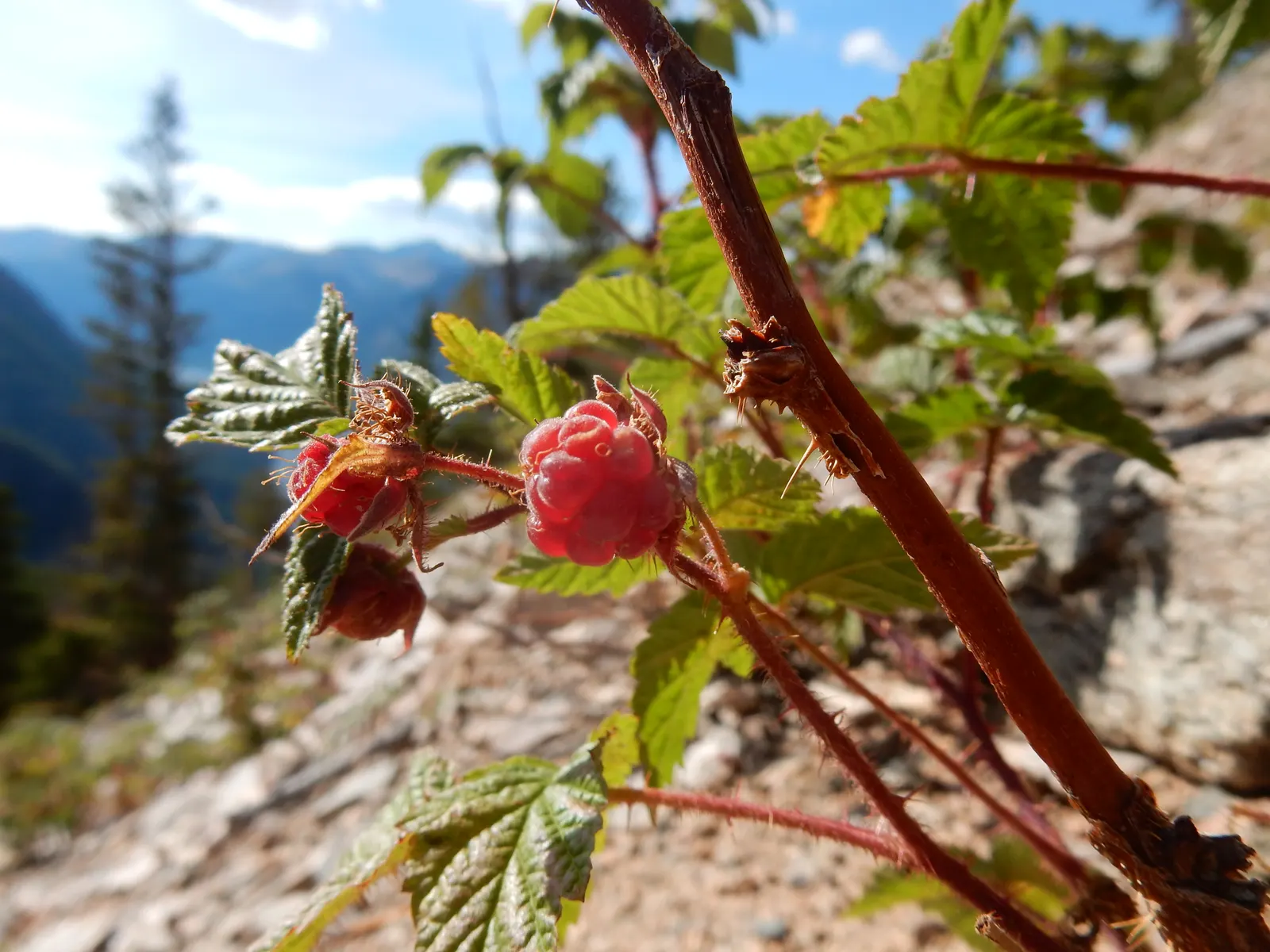 Raspberry (Rubus Niveus) — Rubus niveus prefers well-drained soils with a pH range of 6.0 to 7.0 and thrives in full sun to partial shade